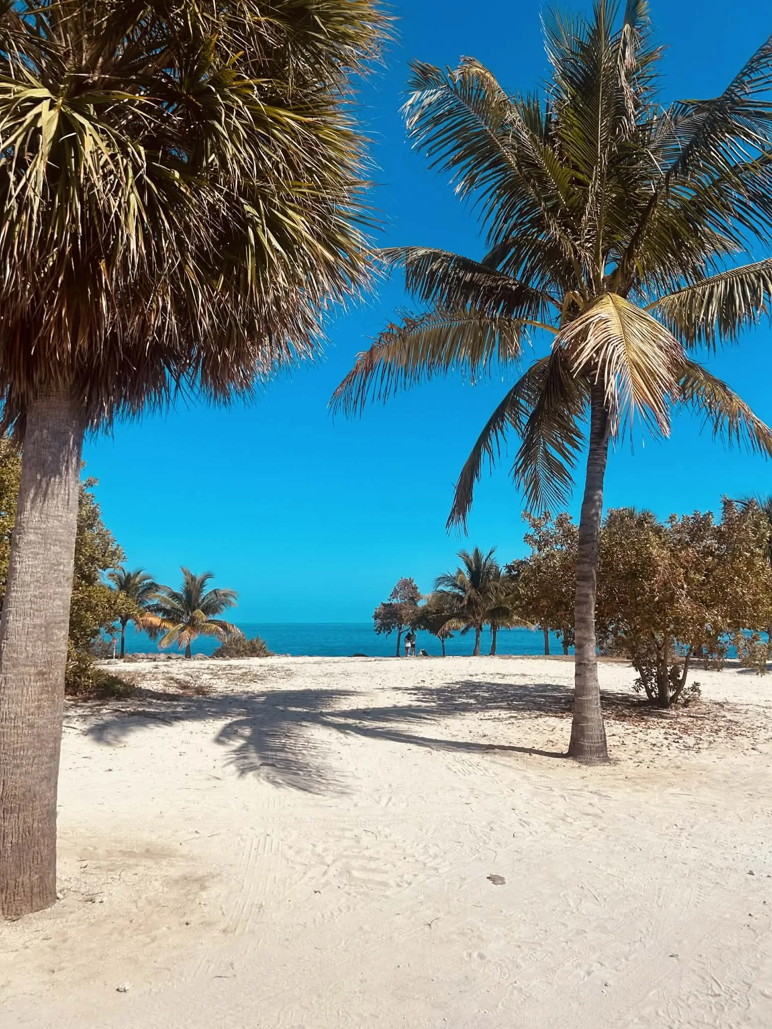 A tropical beach with palm trees on white sand and a clear blue sky, view of the ocean in the distance.