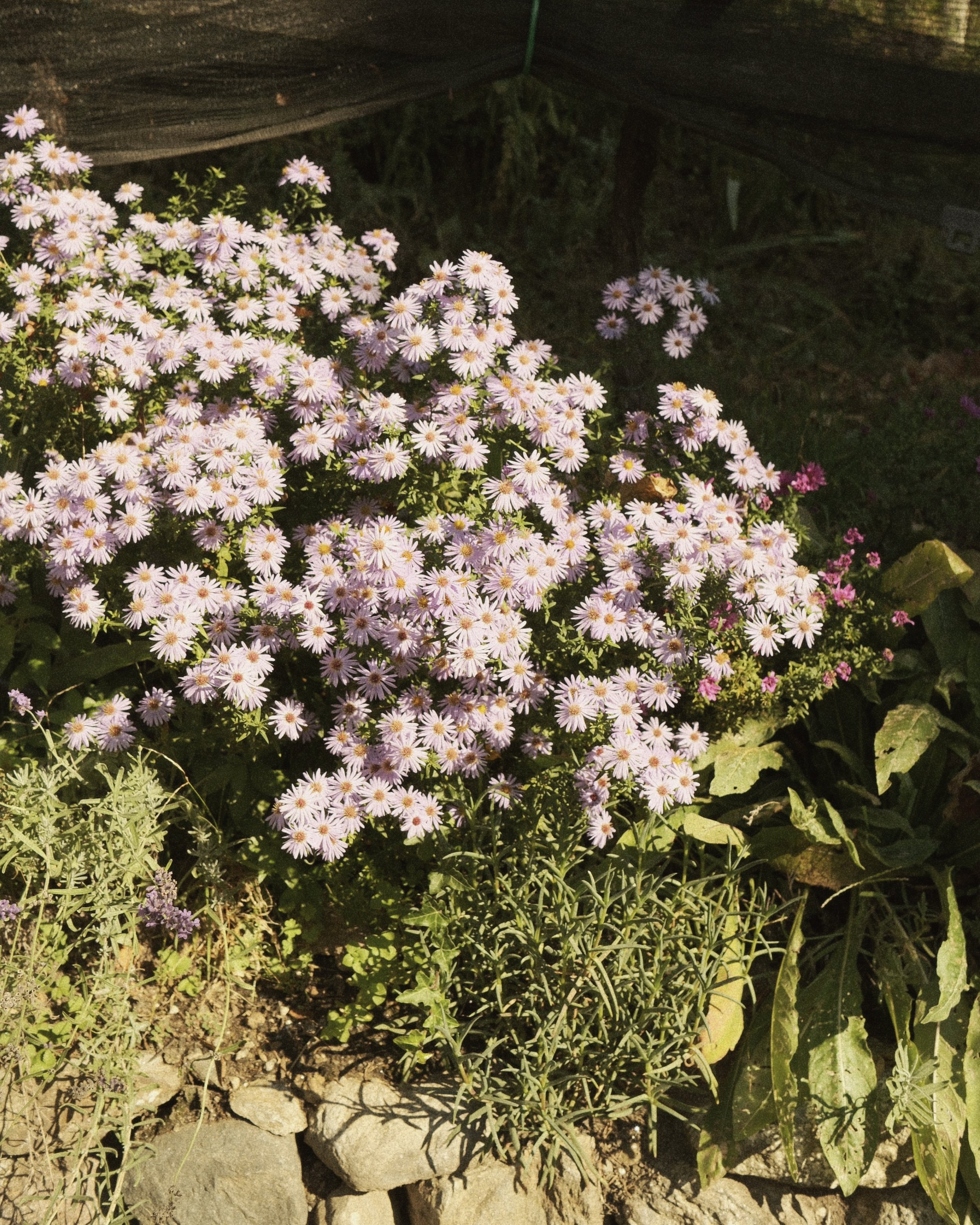 DSCF4665.jpg