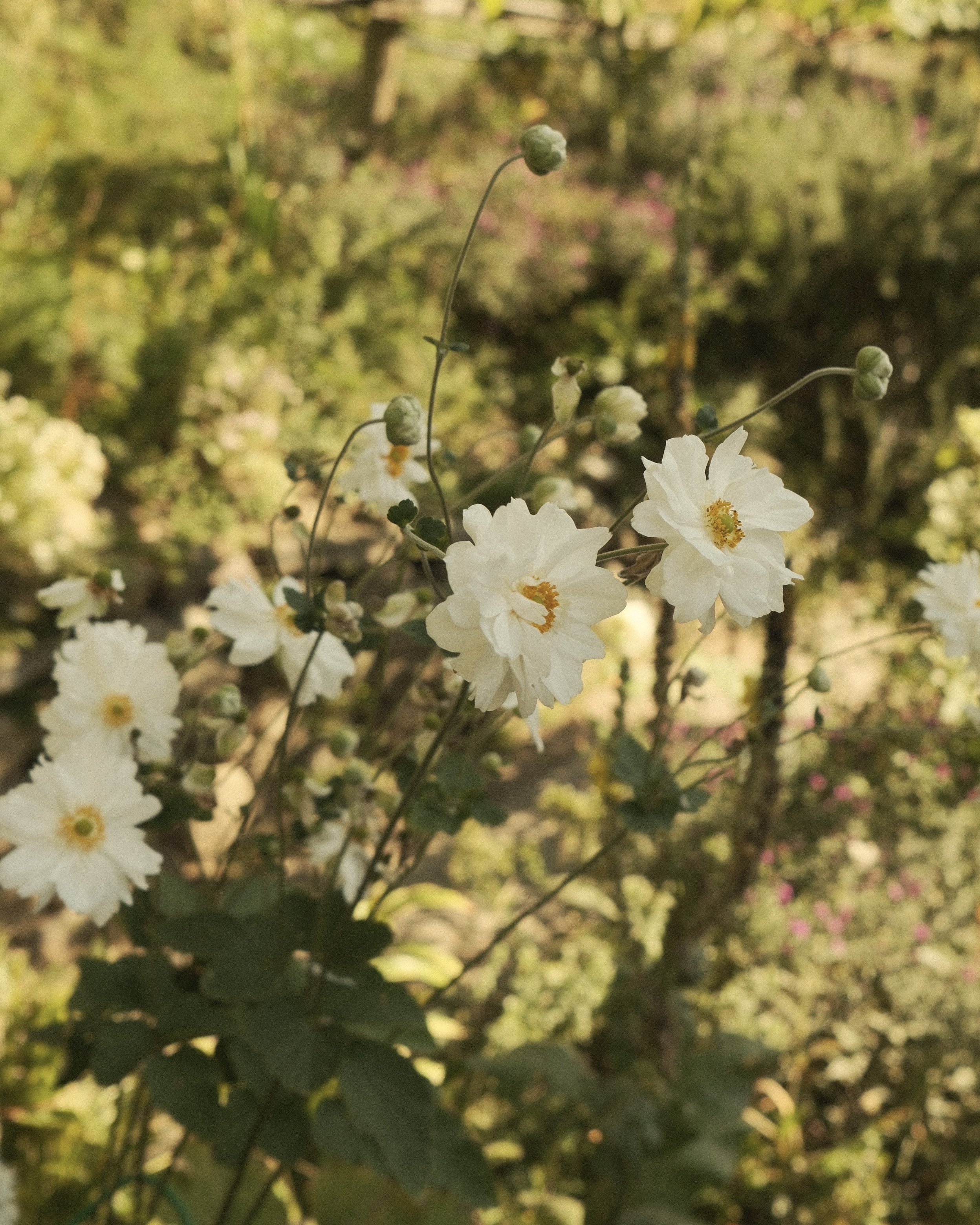DSCF4657.jpg