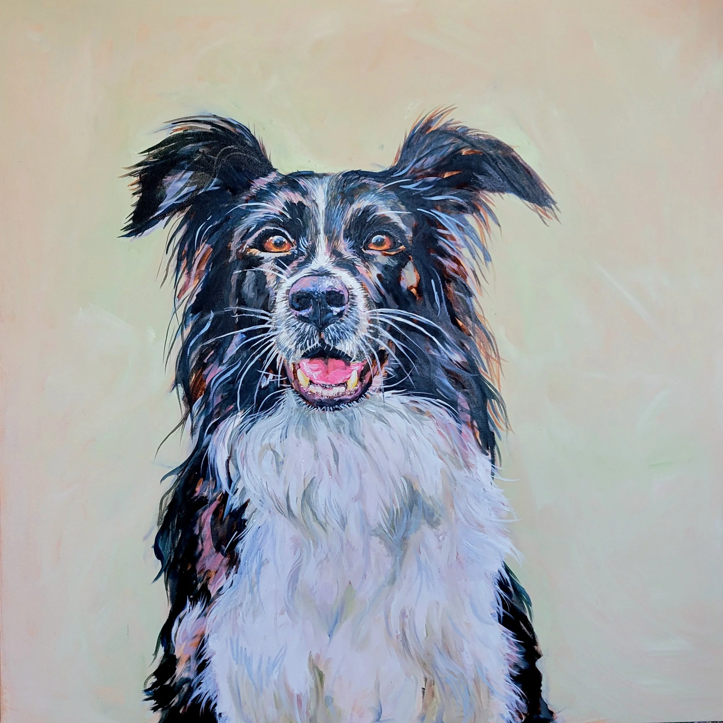 Border Collie Study I