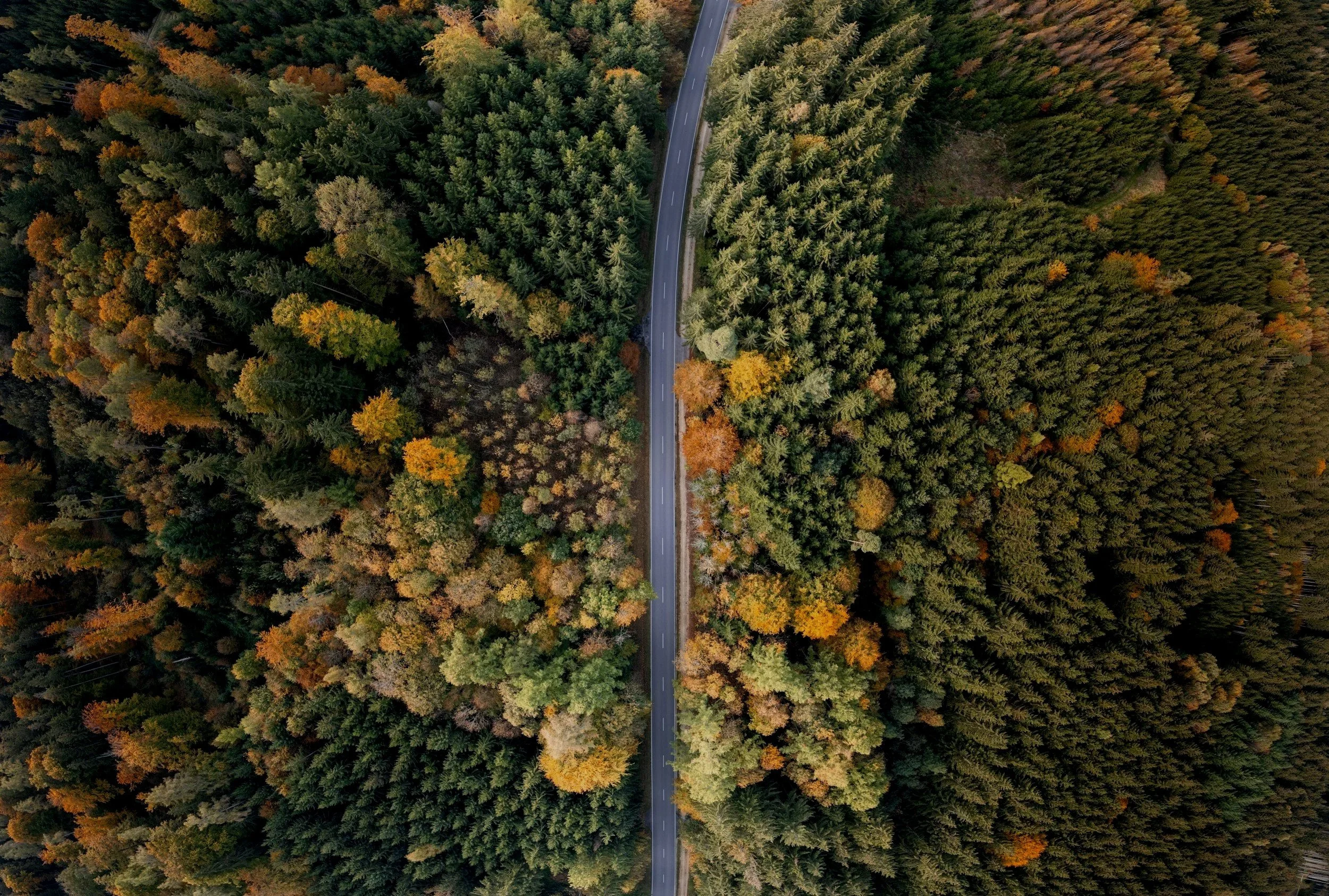 An aerial view of a straight road running through a dense forest with autumn-colored trees.