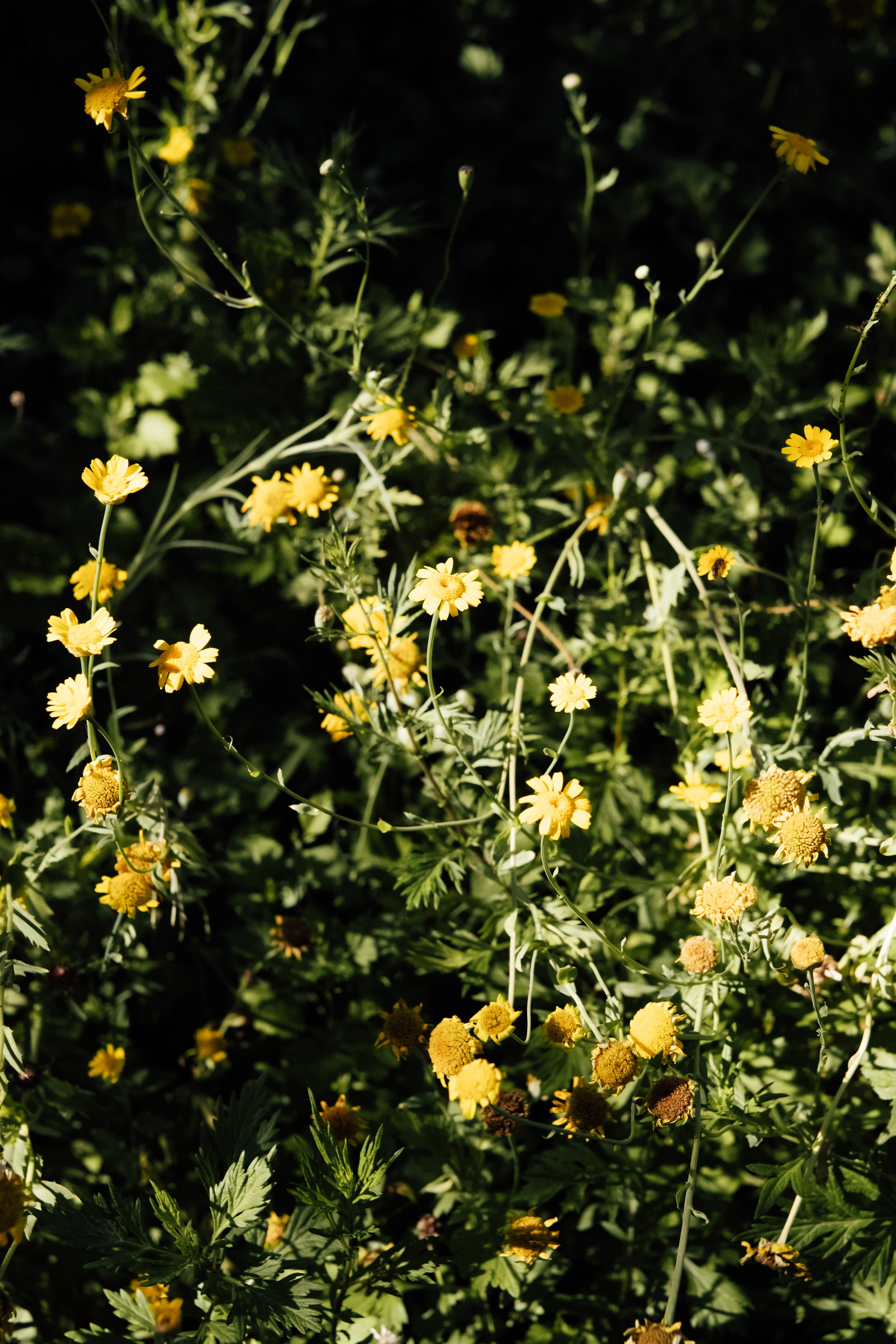 Yellow flowers with green foliage in sunlight