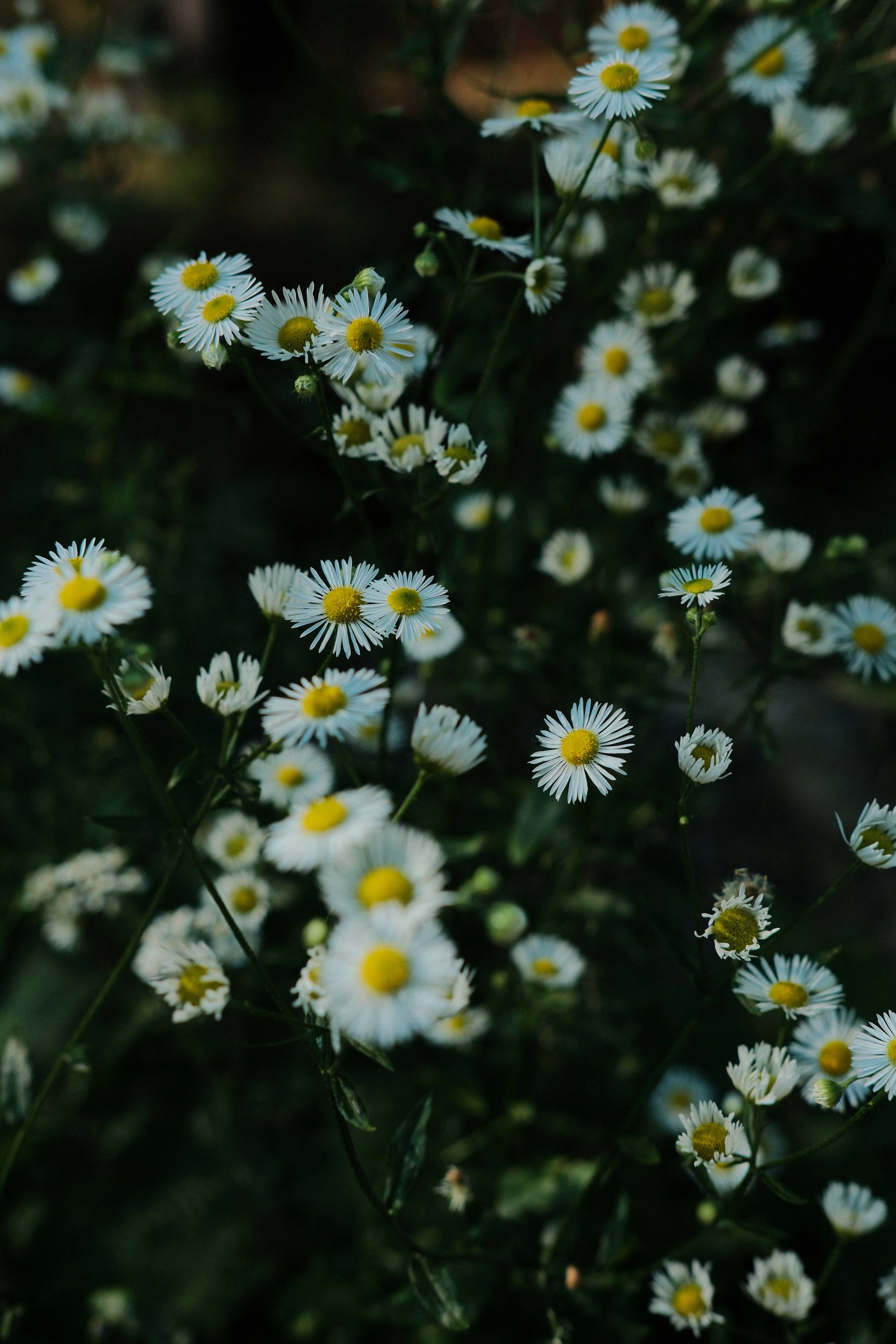 A cluster of small white daisies with yellow centers on dark green foliage.