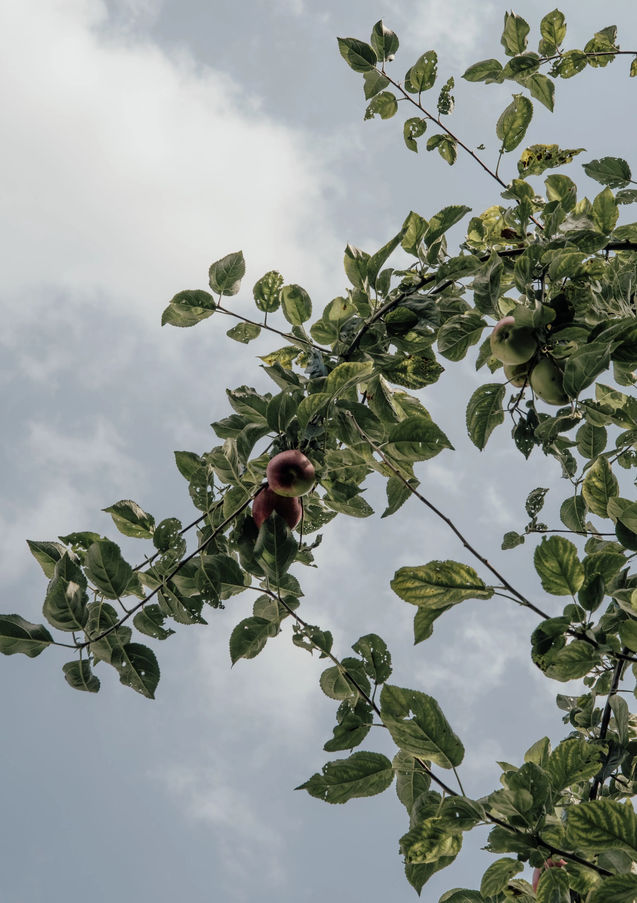 Apple tree branch with green and ripening apples, some leaves show signs of pest damage, against a cloudy sky.