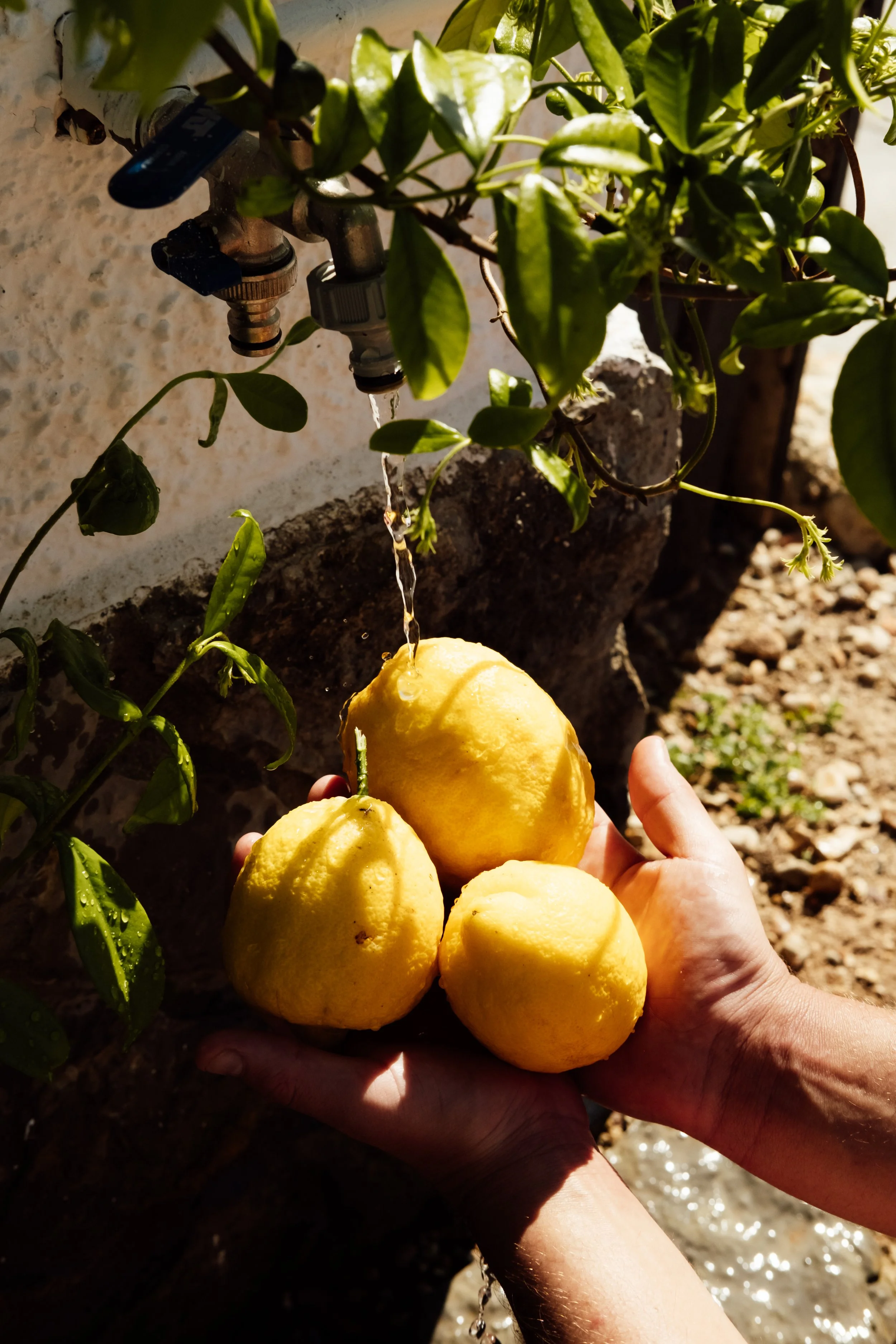 Finca Malata Brand shoot Valencia