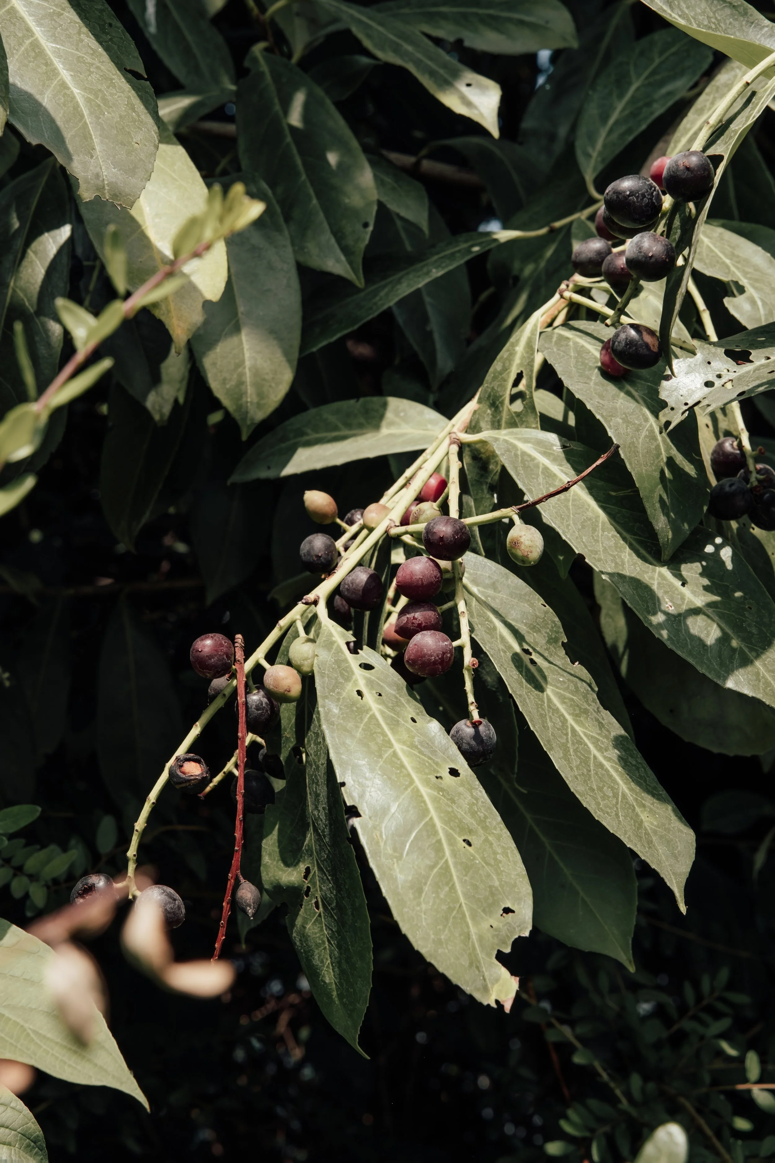 A close-up of a branch with green leaves and black berries.