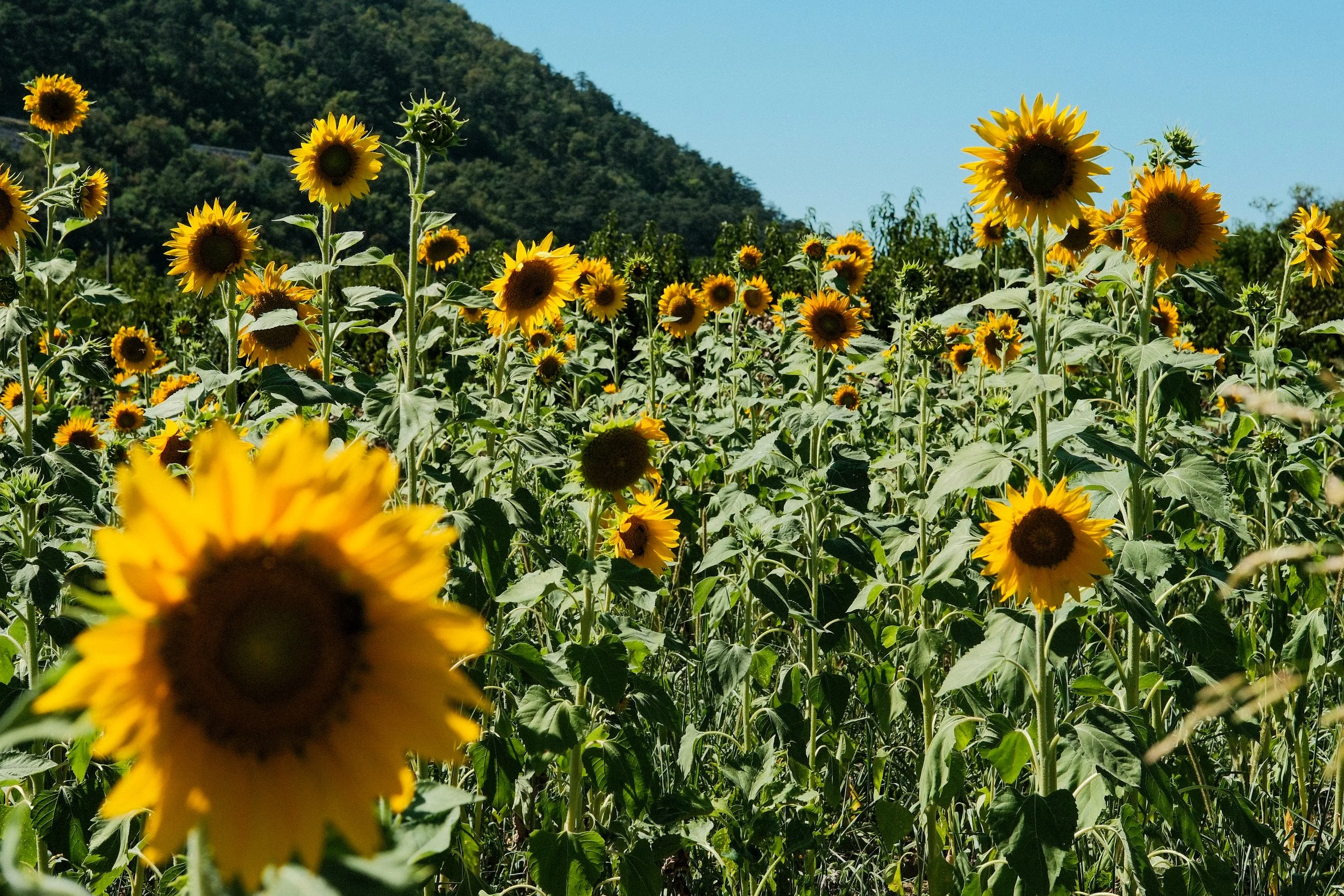 Print for sale for your home. A3 prints at home. Sunflower prints.