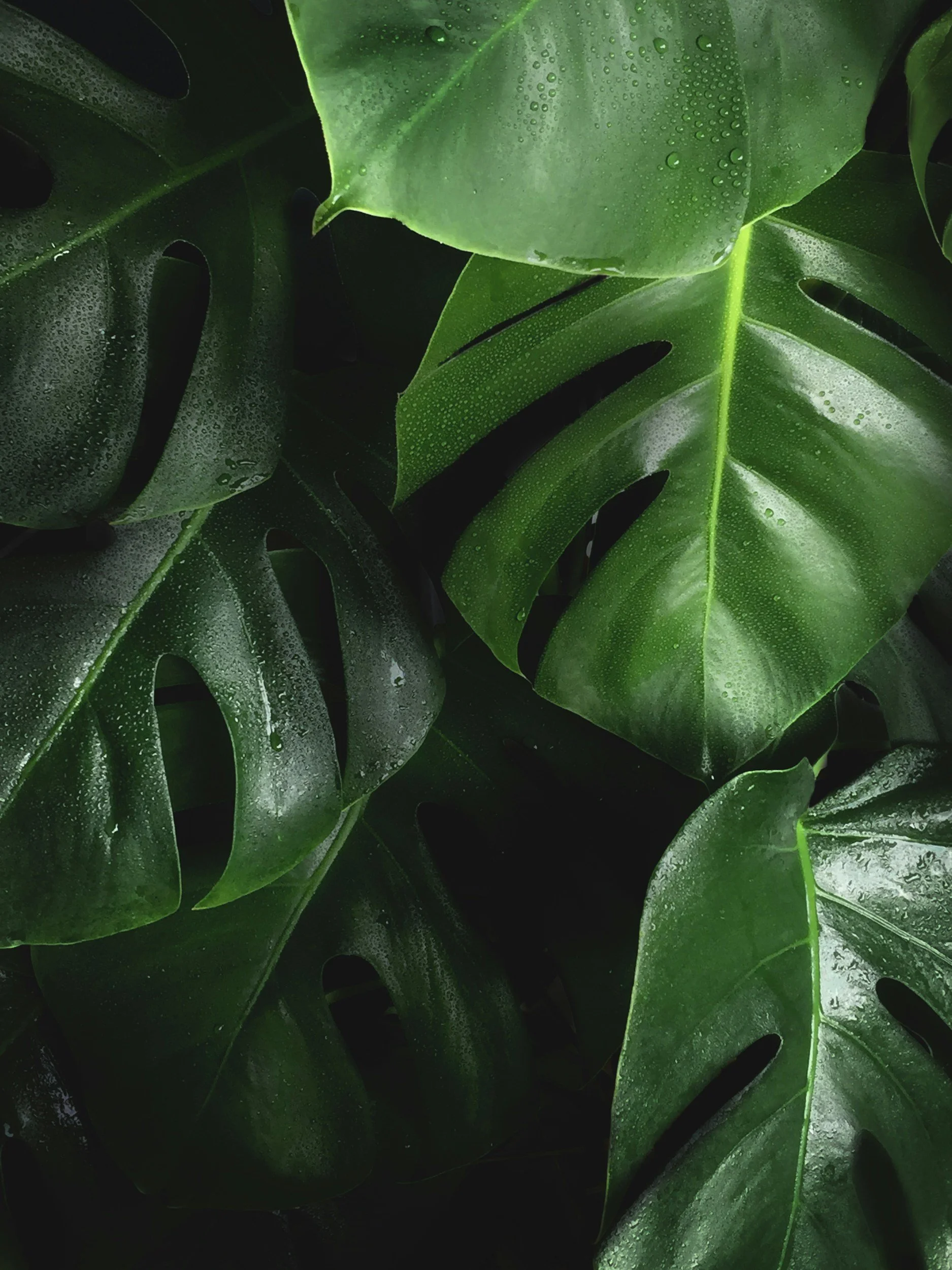 Close-up of large green tropical leaves with water droplets on their surface.