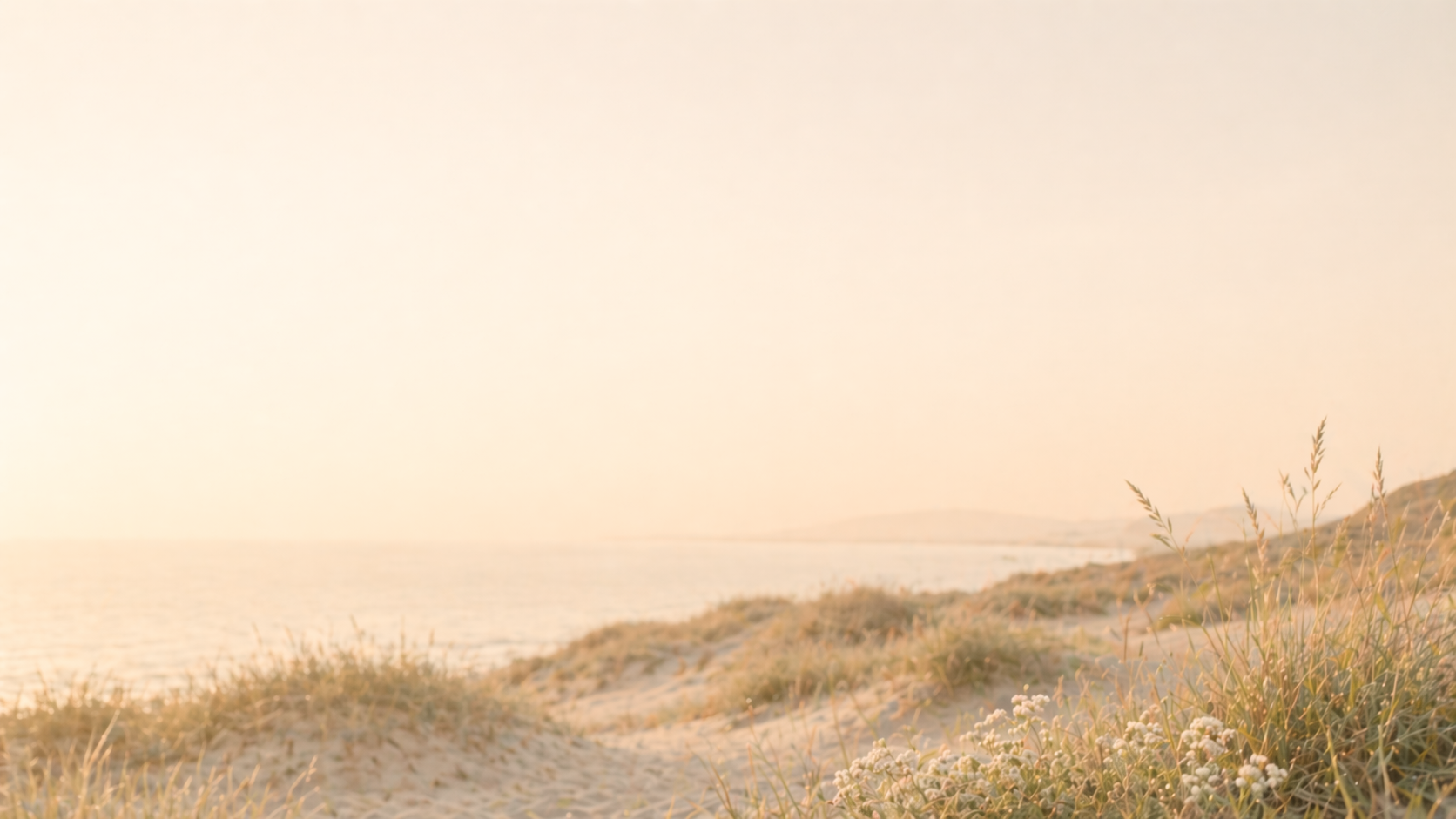 Soft white coastal flowers and grasses beside calm water under a pale glowing sky.