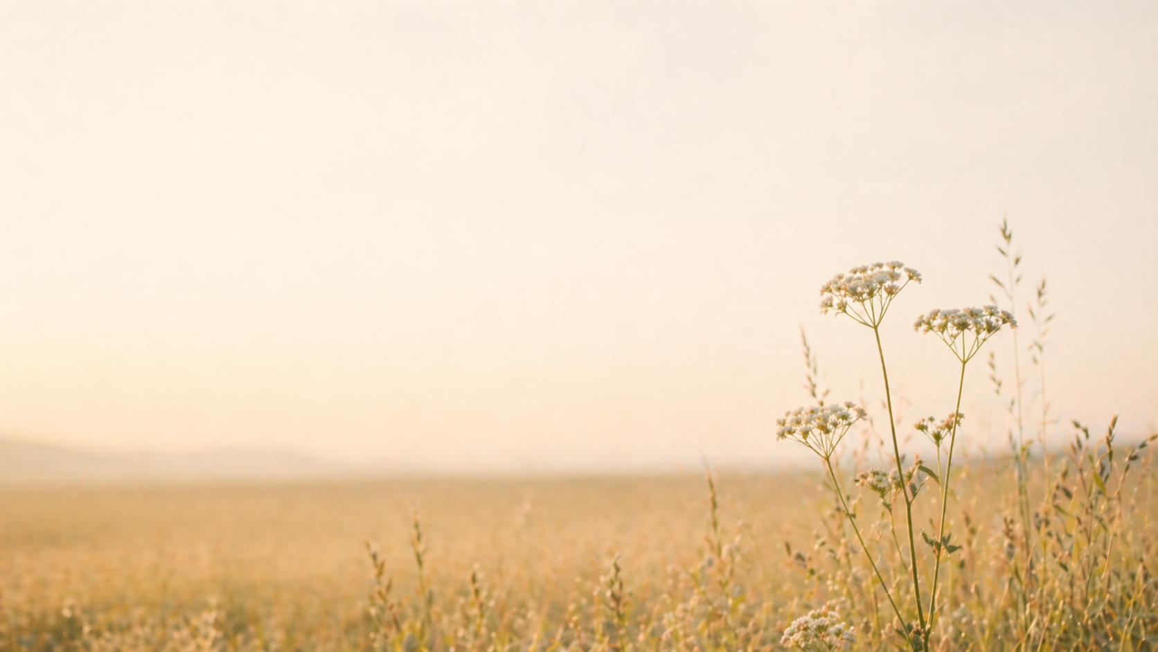 Delicate white wildflowers in a soft sunlit meadow with a calm open sky.