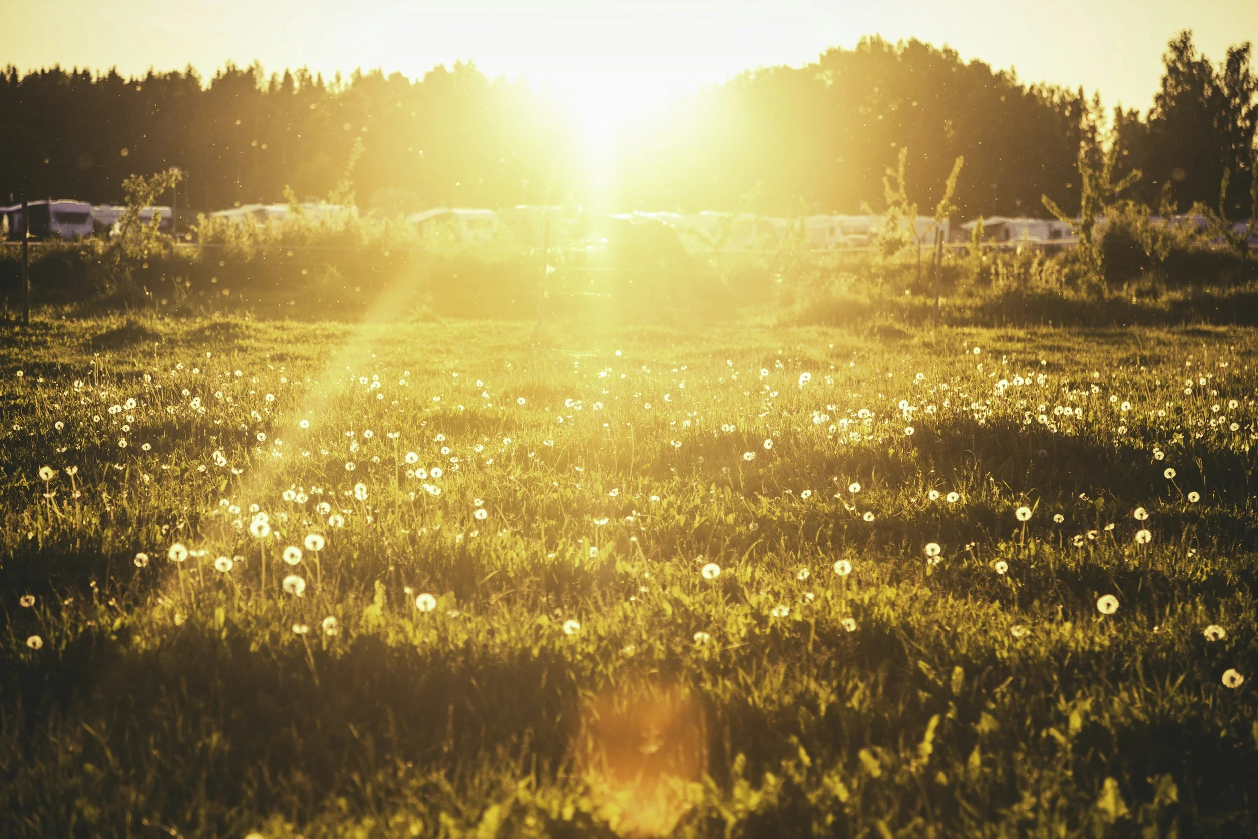 Sunrise over a flower meadow