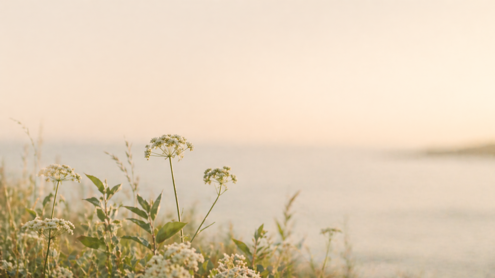 Chamomile-like wildflowers and soft grasses glowing in warm golden light.