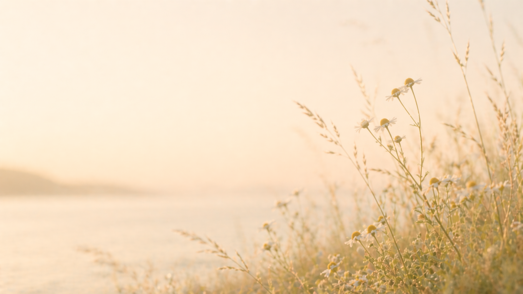 Small white wildflowers and grasses along a calm shoreline in warm soft light.