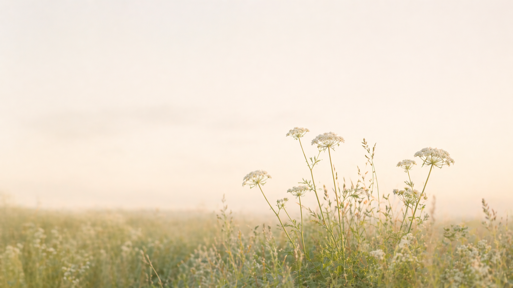 A quiet sunlit meadow with delicate flowering stems and soft natural light.