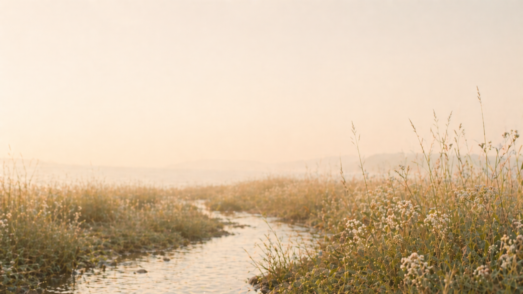 A small winding stream through soft meadow grass and white flowers in warm golden light.