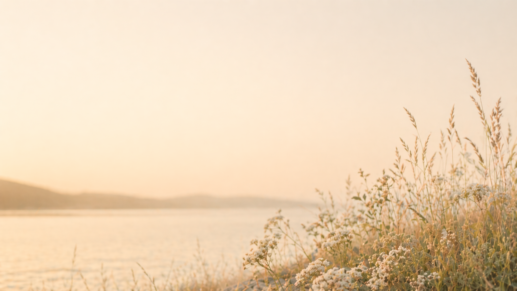 Soft white coastal flowers and grasses beside calm water under a pale glowing sky.