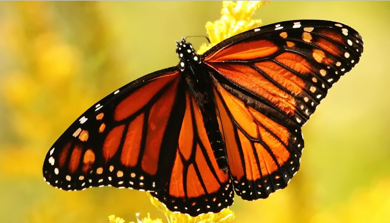 Back-to-School Butterflies: Natural Ways to Support a Nervous Child