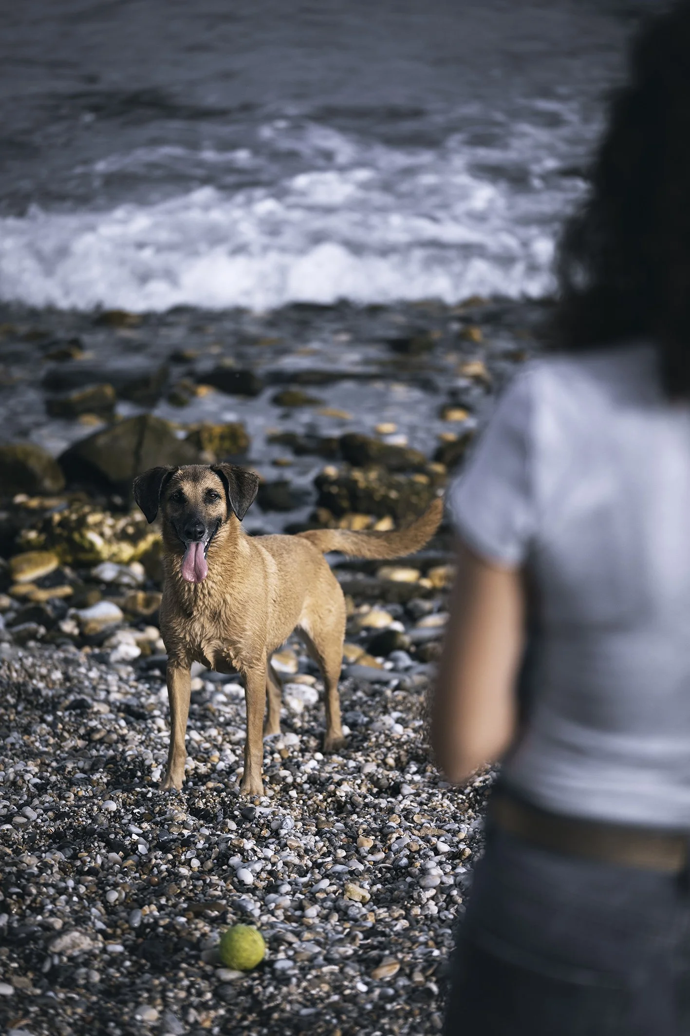 sesión en la playa con perros benalmádena