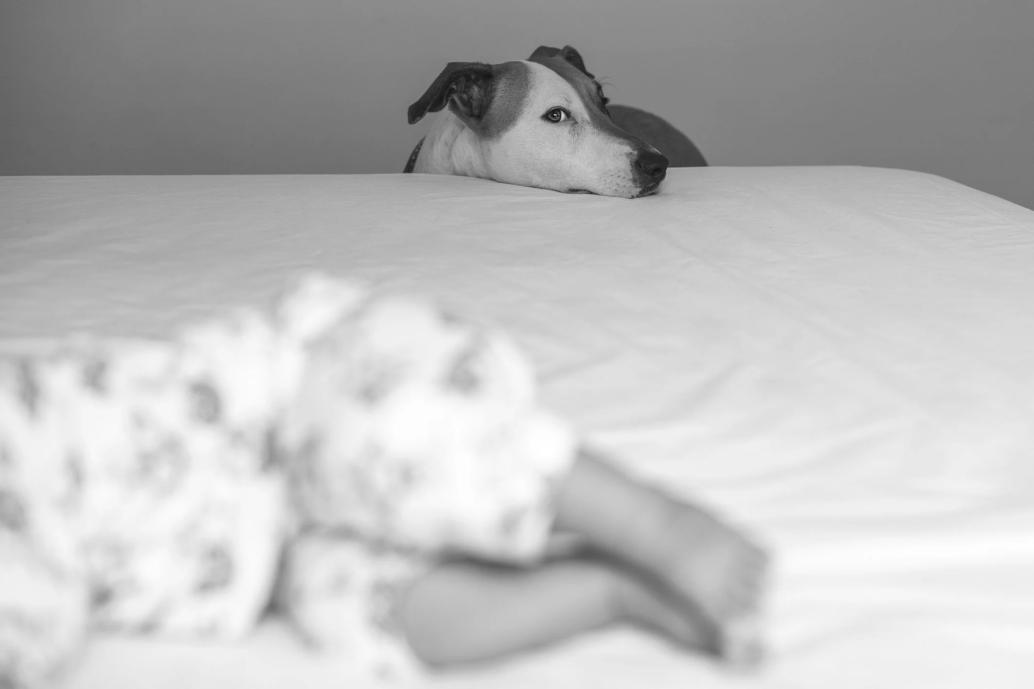 perrito mirando como le sacan fotos a un bebé recién nacido en su casa en Benalmádena