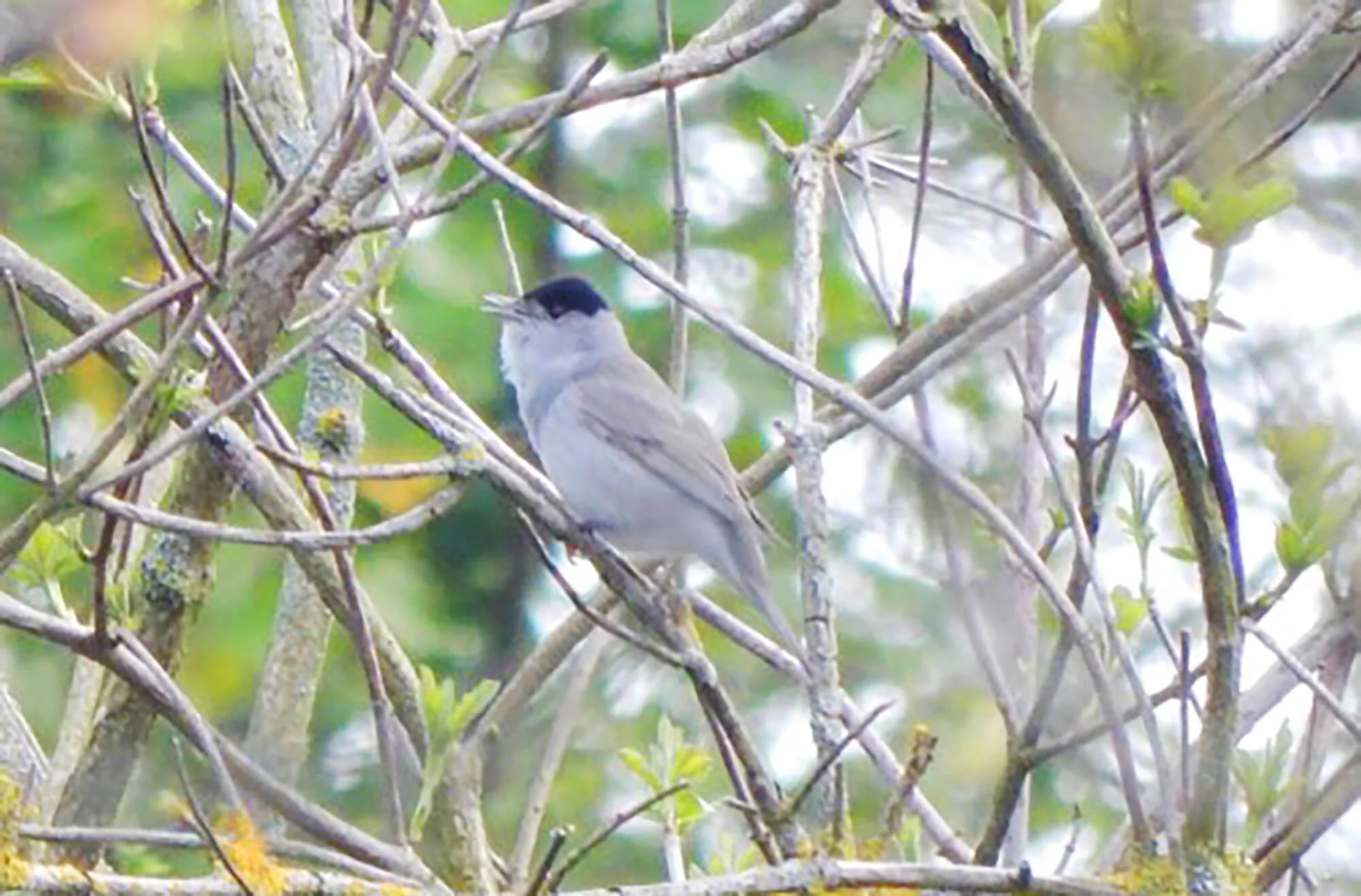 Wandsworth Common Blackcap