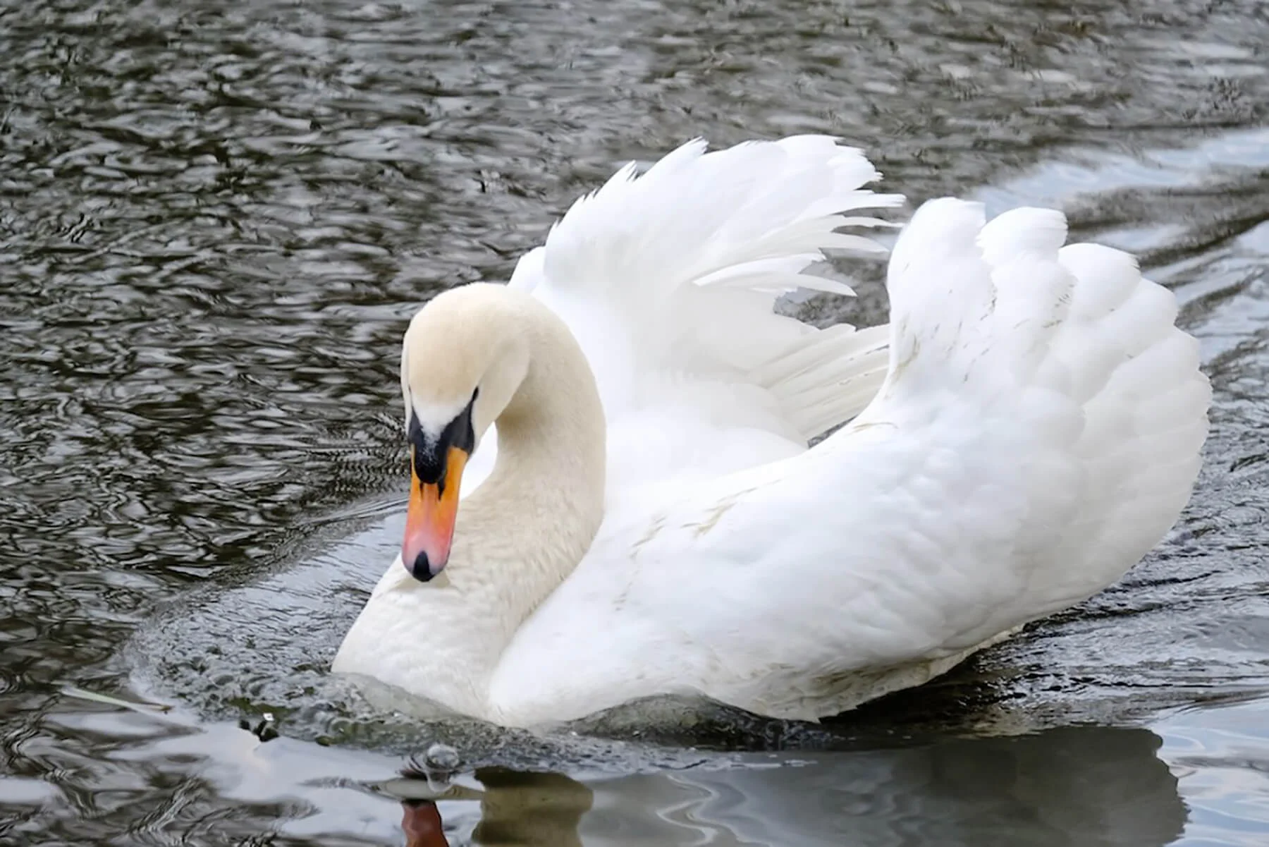 Wandsworth Common Swan