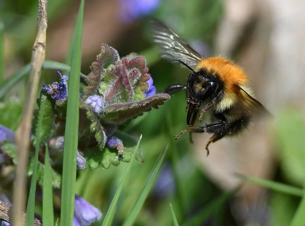 May round-up: Birds and bees