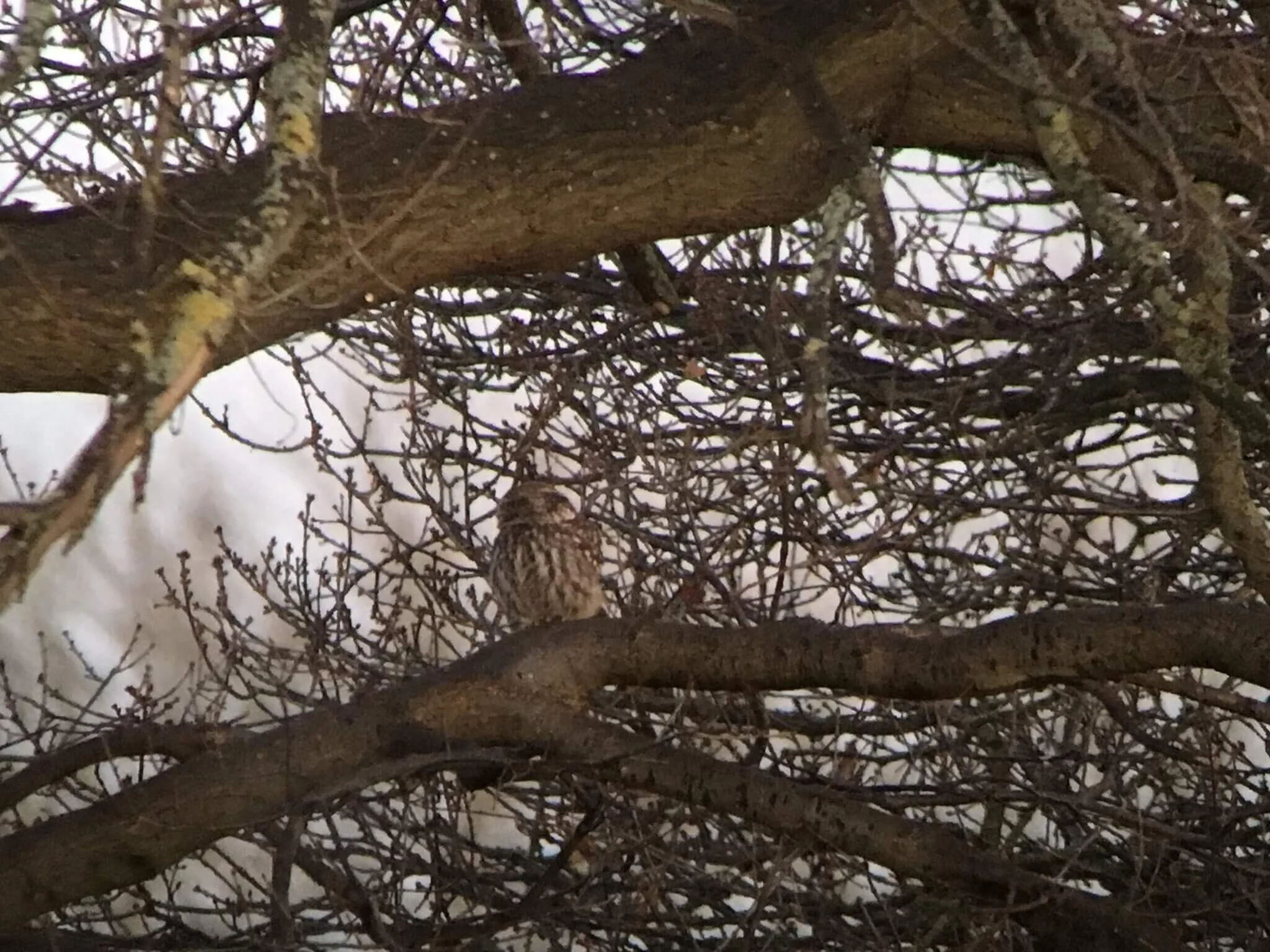 December round-up: A spate of owl sightings