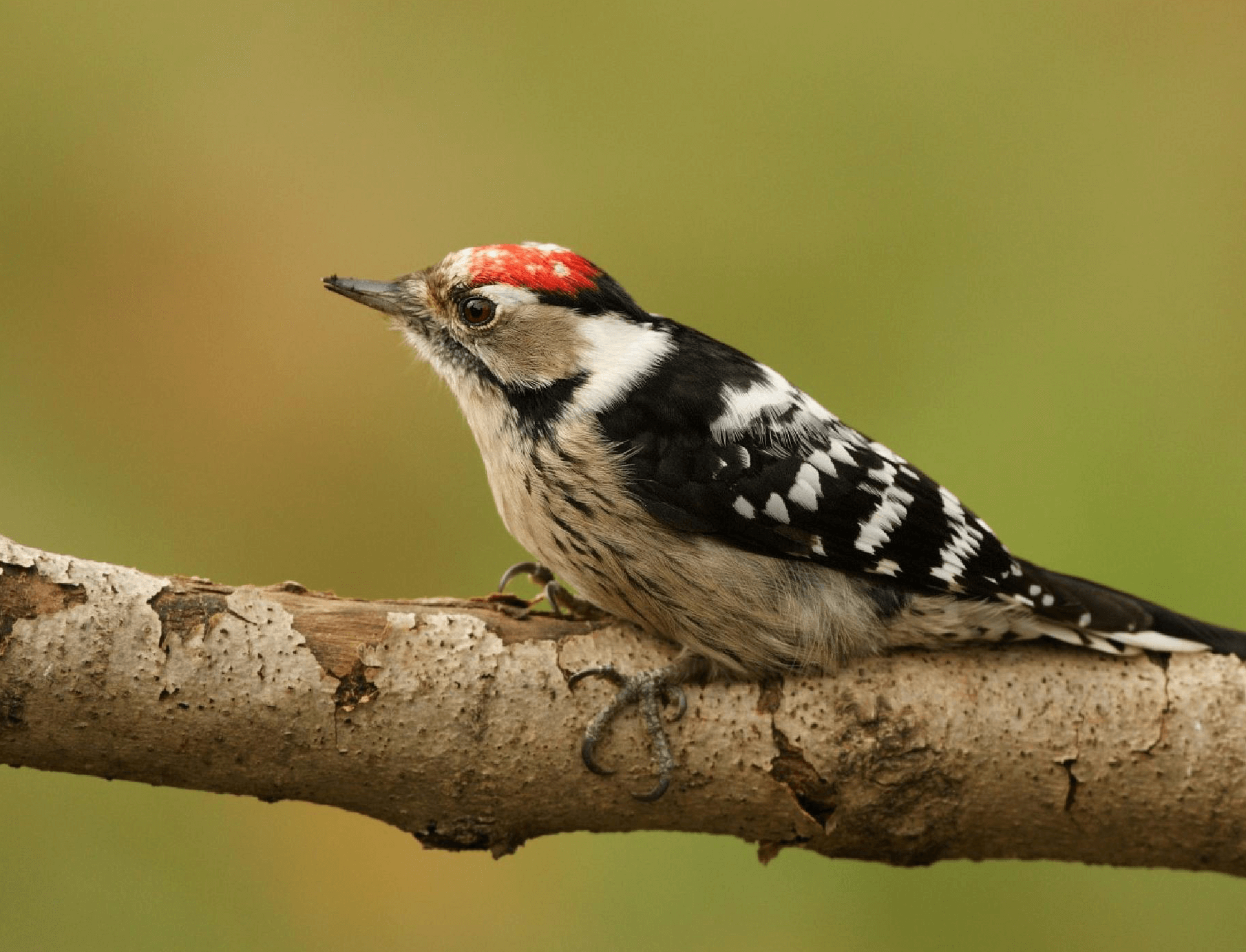 February round-up: Spring bird sound