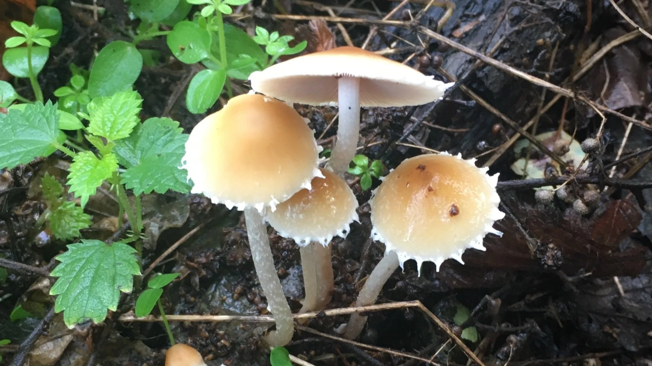 October round-up: Fabulous fungus foray