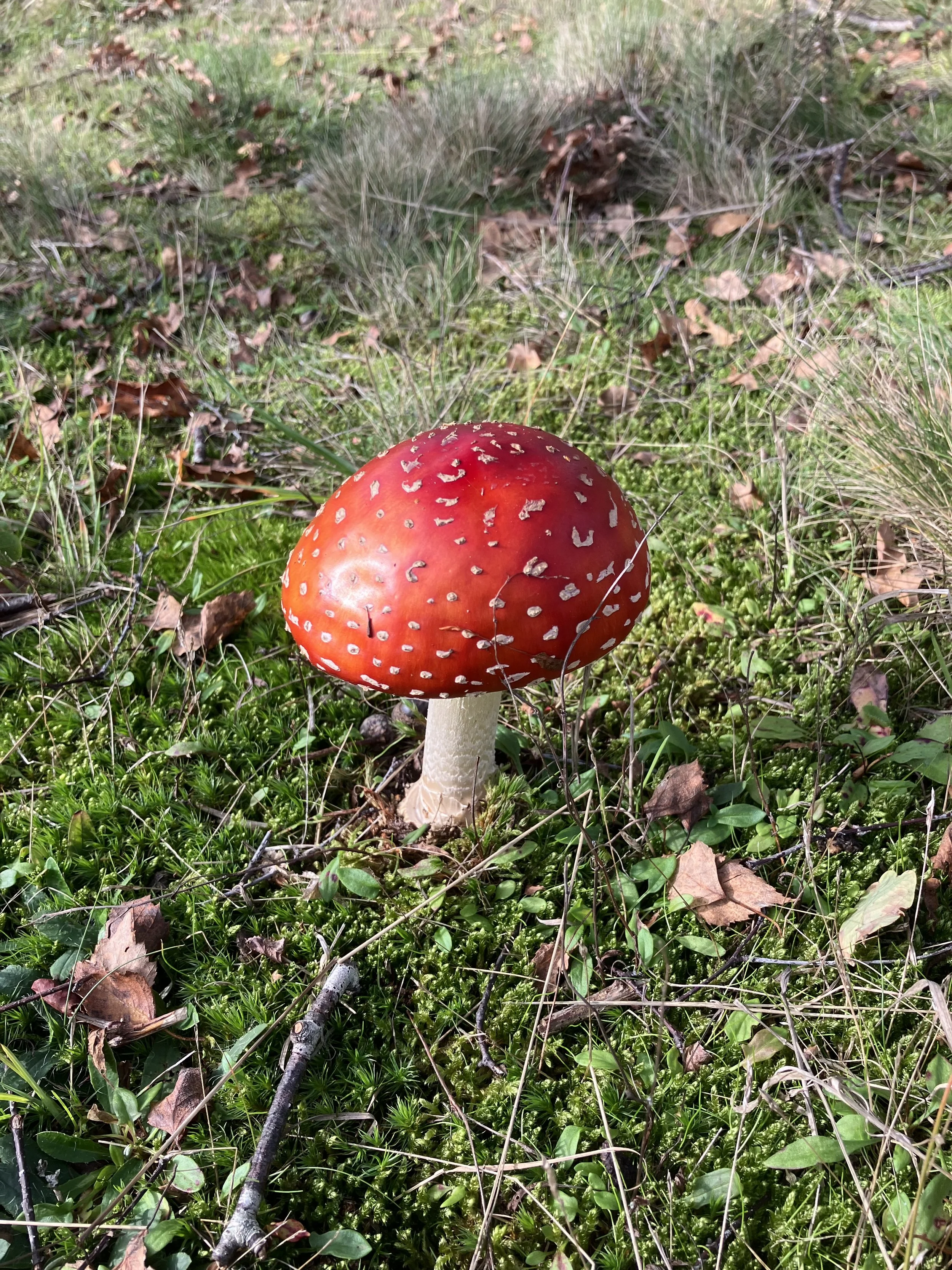 November round-up: Autumn fungi, foliage &amp; Fido