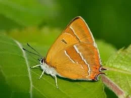 August round-up: New bird, butterfly &amp; moth sightings