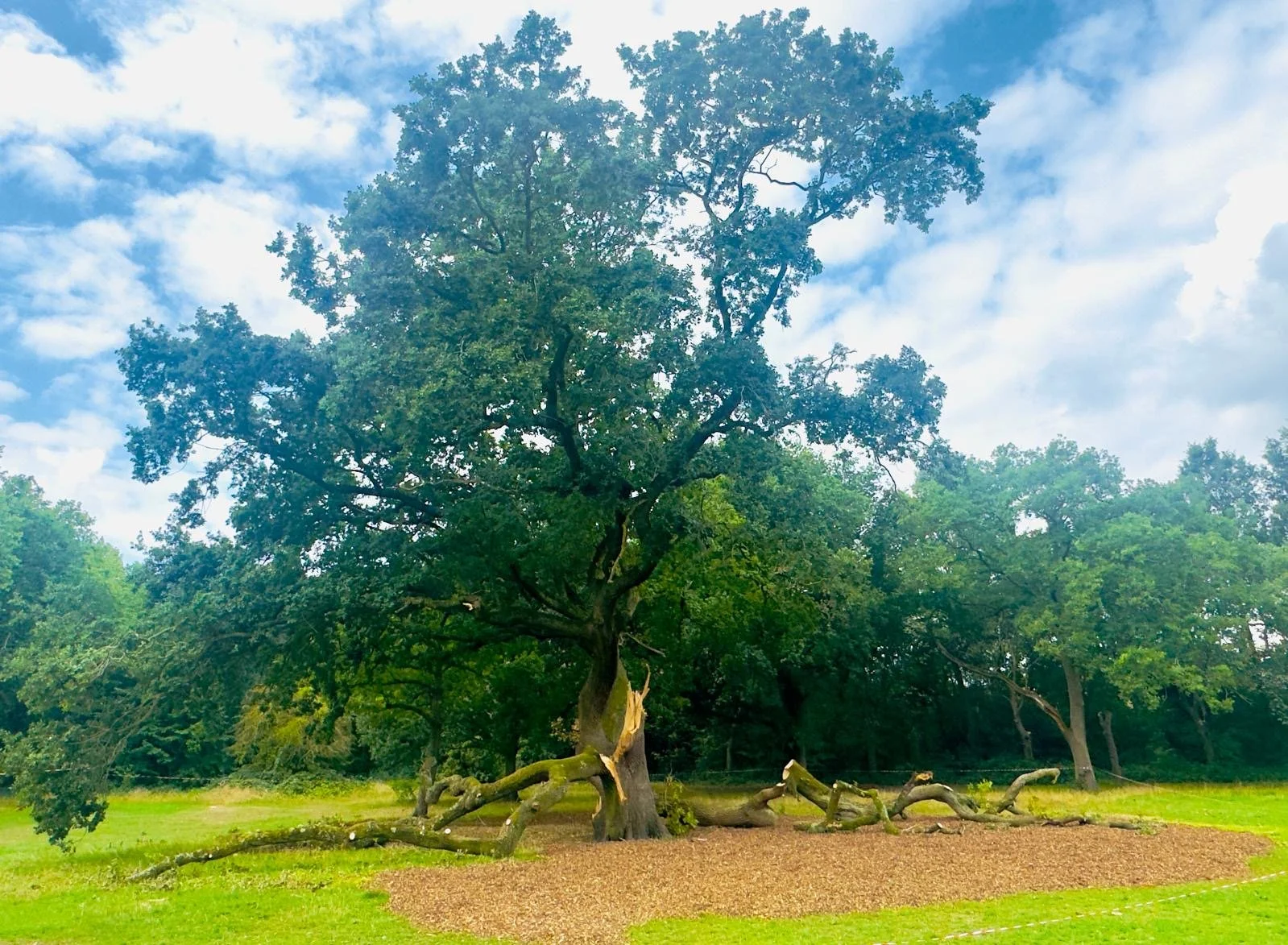 July round-up: Boundary Oak loses a limb