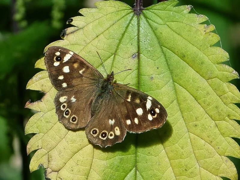 Wandsworth Speckled Wood