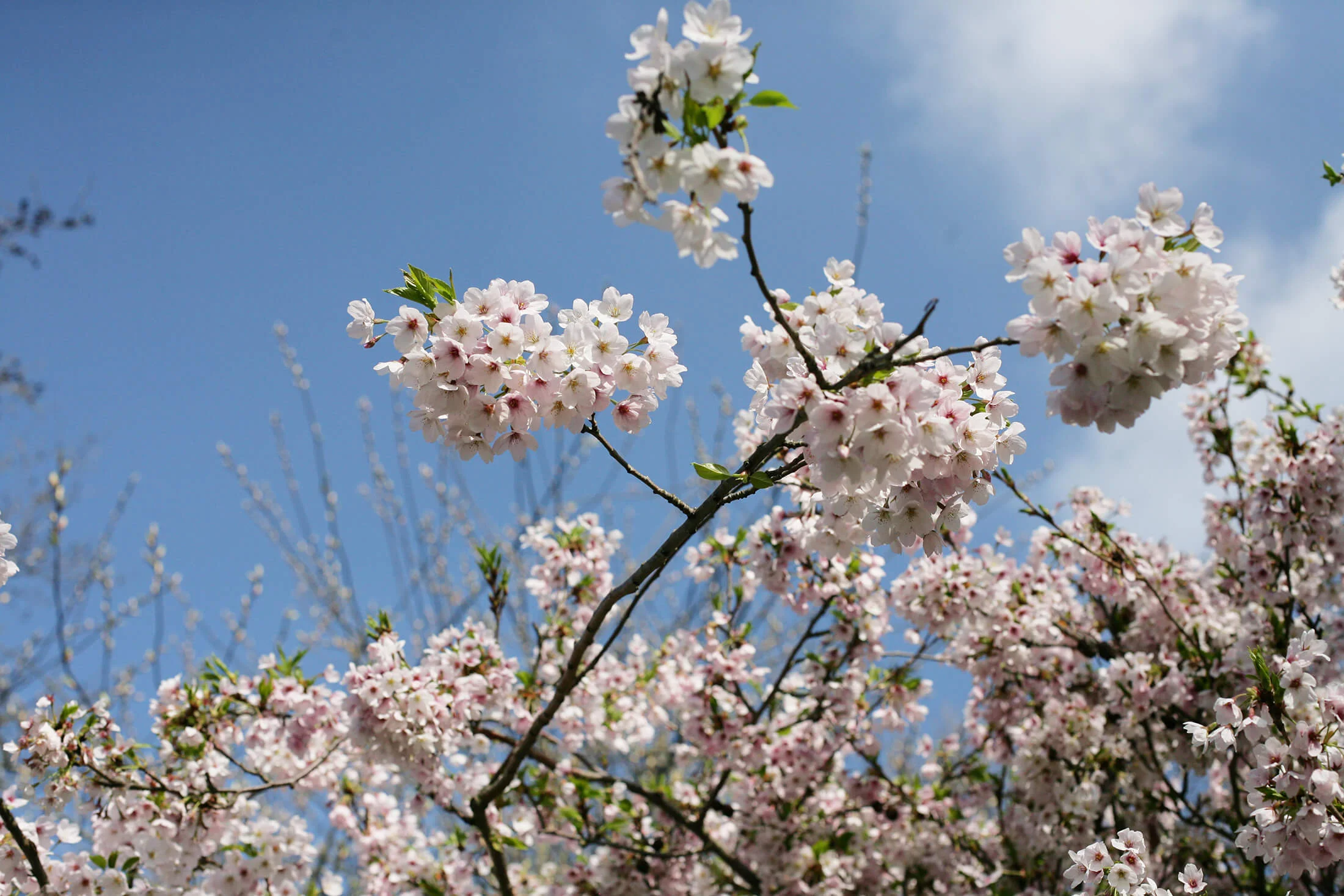 Wandsworth Common Blossom