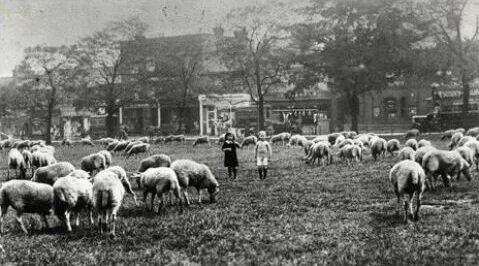 Until 1921, sheep were regularly grazed on the Common. There’s a story about ‘The last shepherd on Wandsworth Common’.