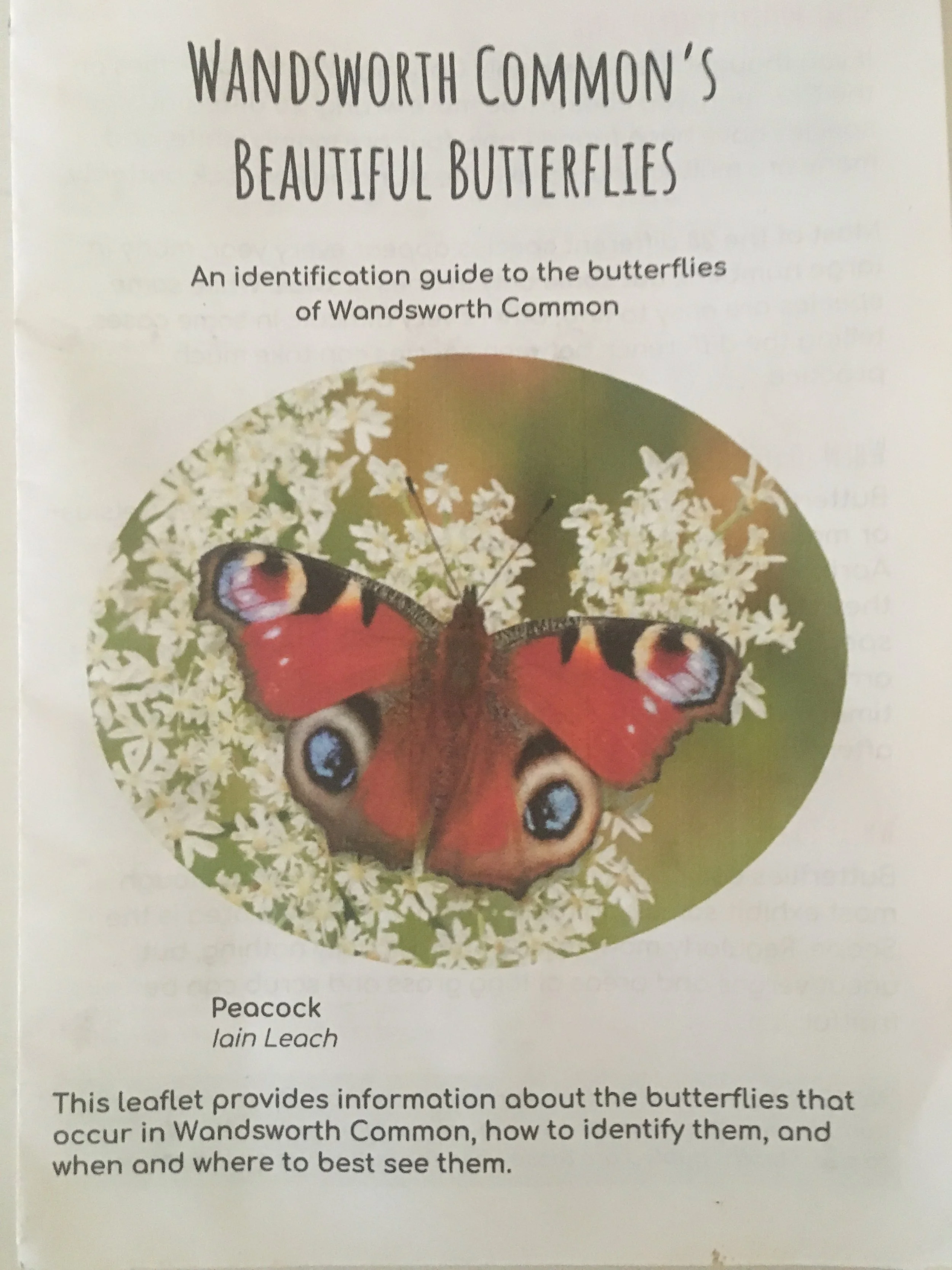Butterflies of Wandsworth Common - postage paid