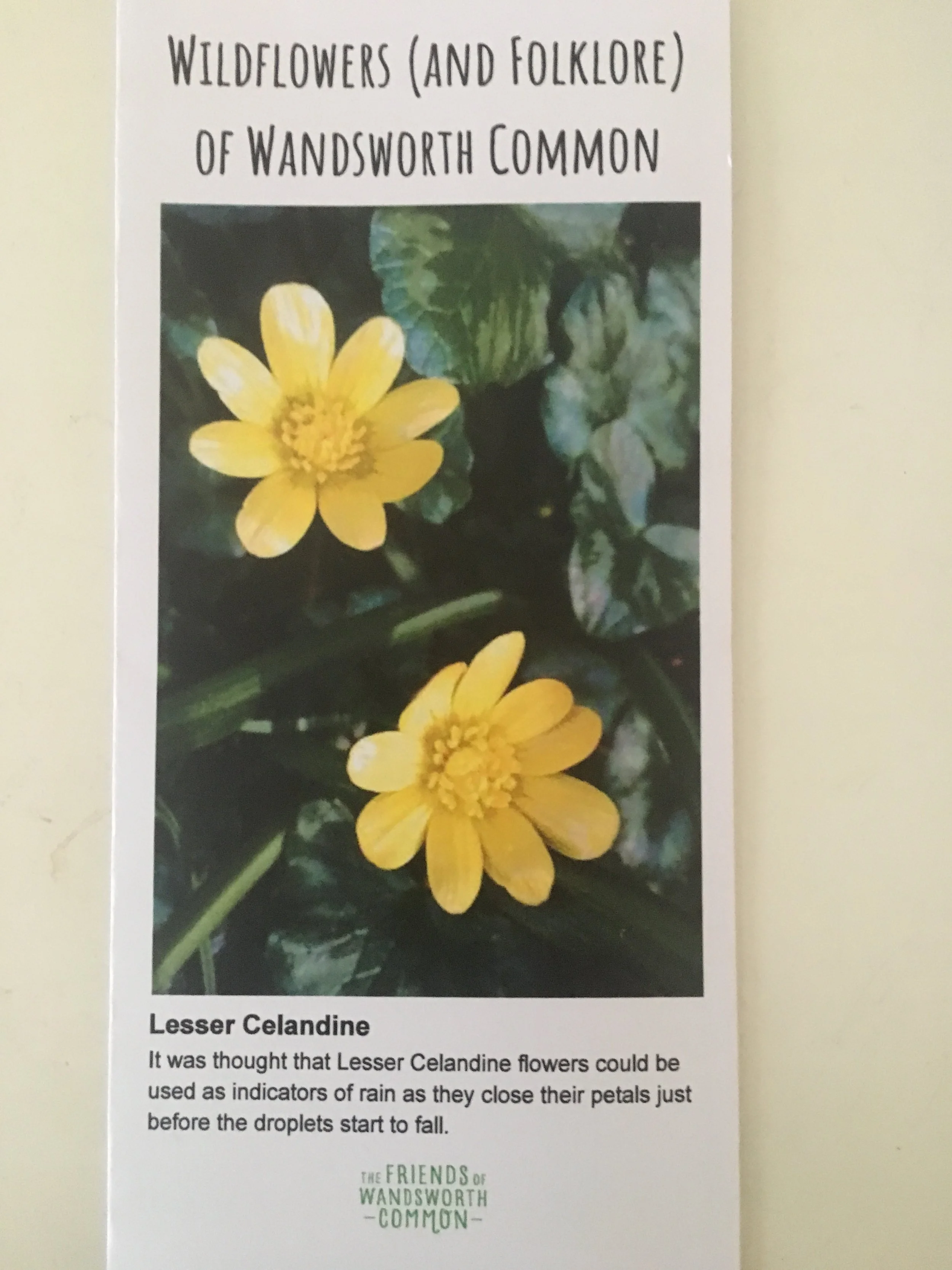 Wildflowers (and Folklore) of Wandsworth Common - postage paid