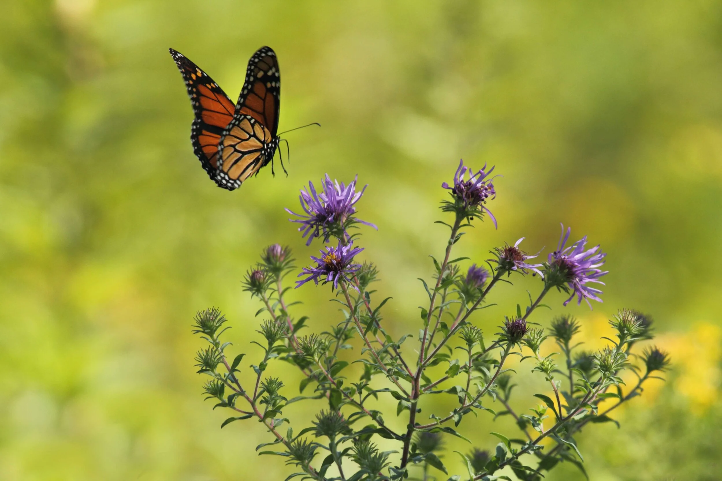 Butterfly Talk with Simon Saville