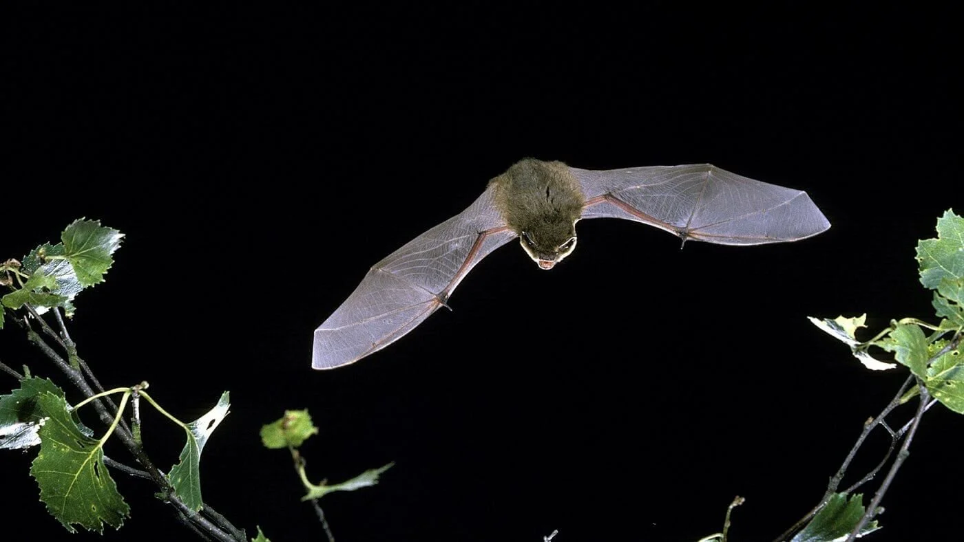 London Bat Group