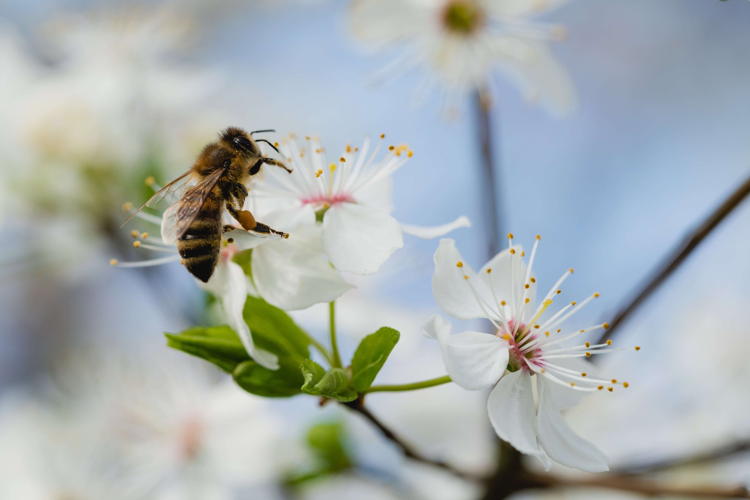 Common Bees