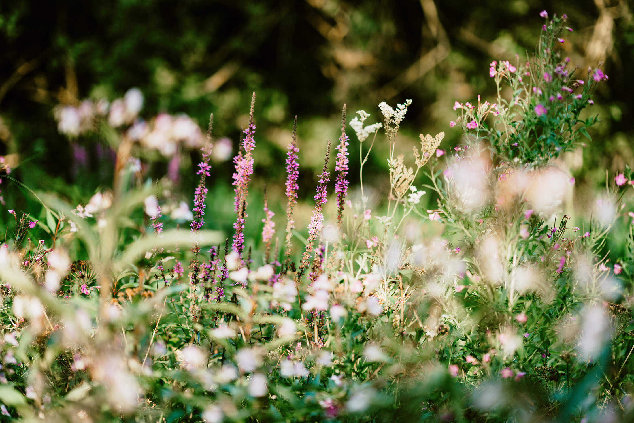 Wildflower Walk