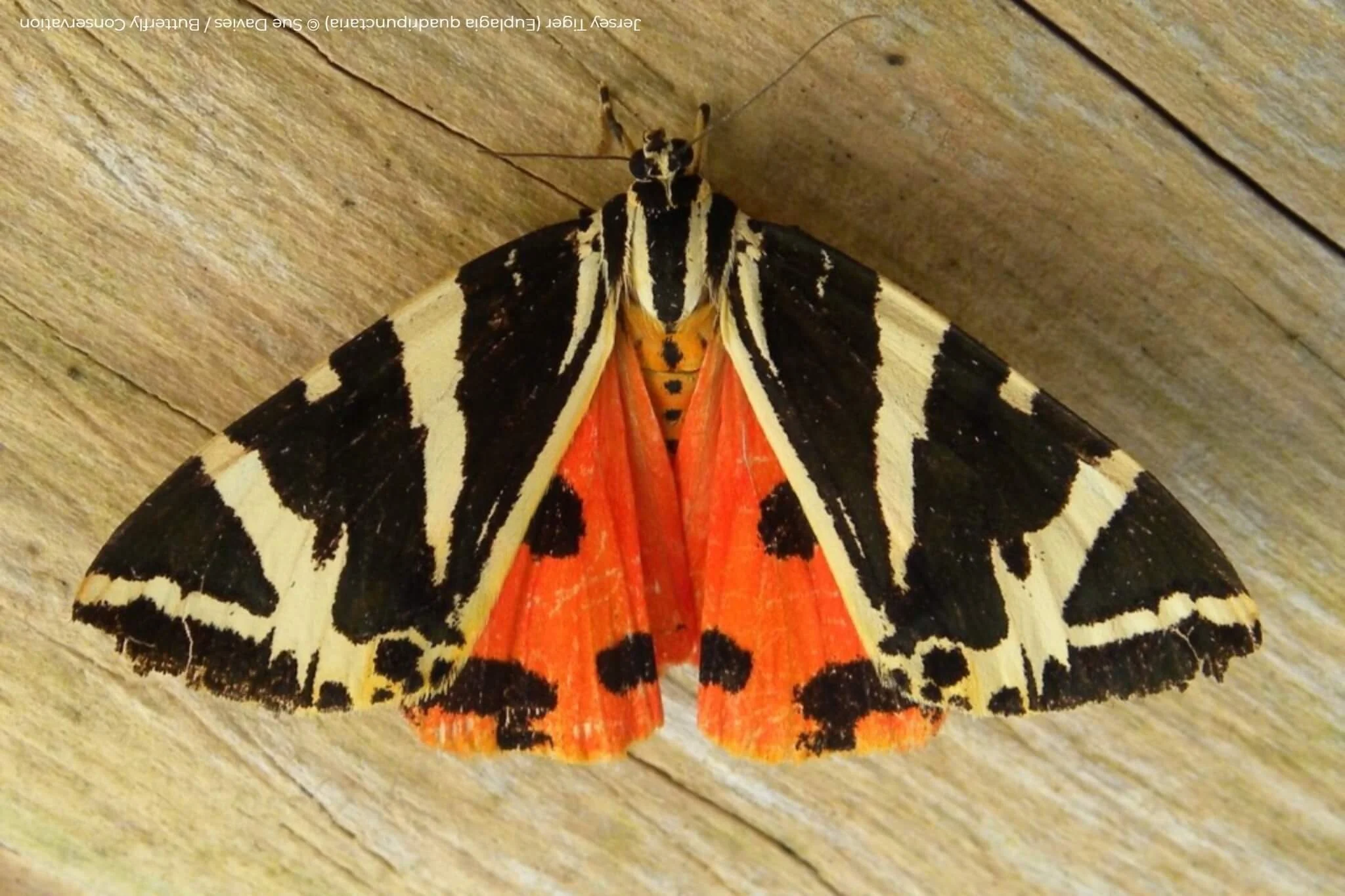 Moth Breakfast &amp; Butterfly Count