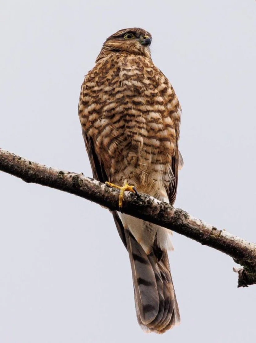 Nick Rutter bird walk   