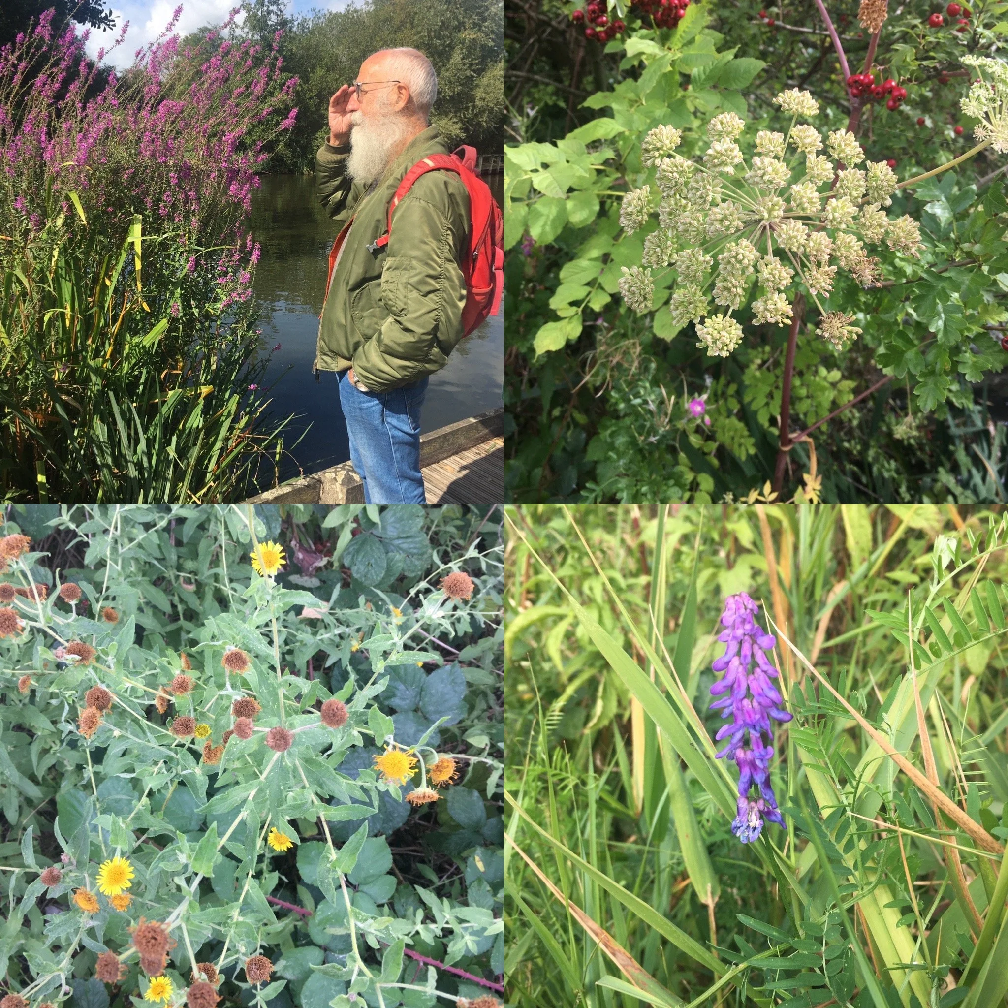 Wildflower Walk on the Common  