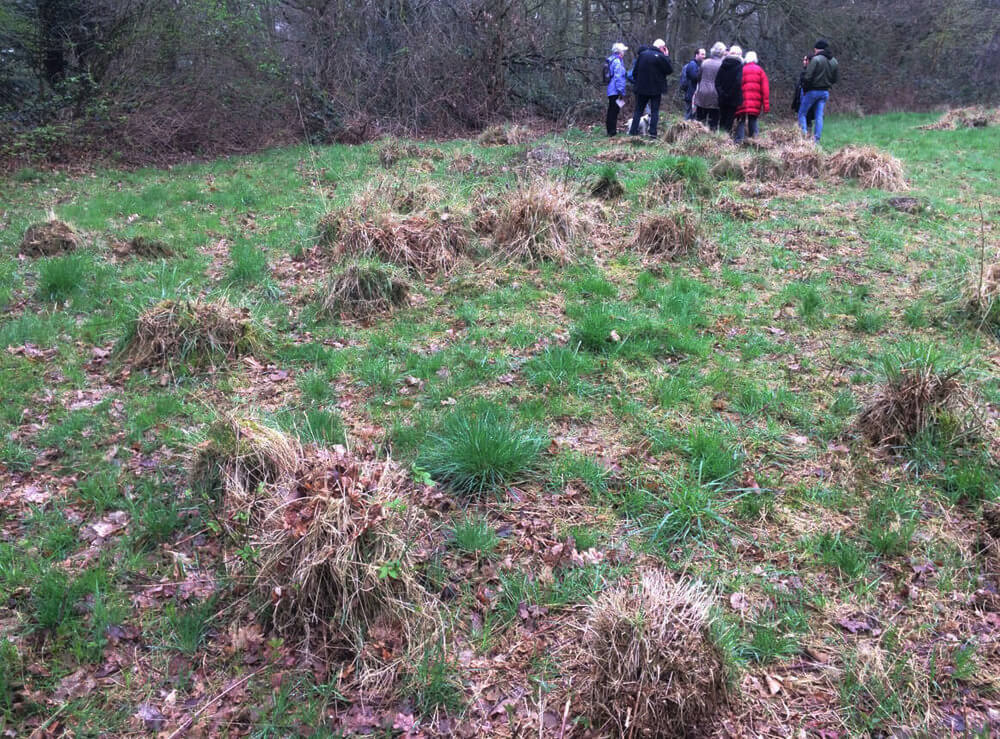 Wandsworth Grasslands