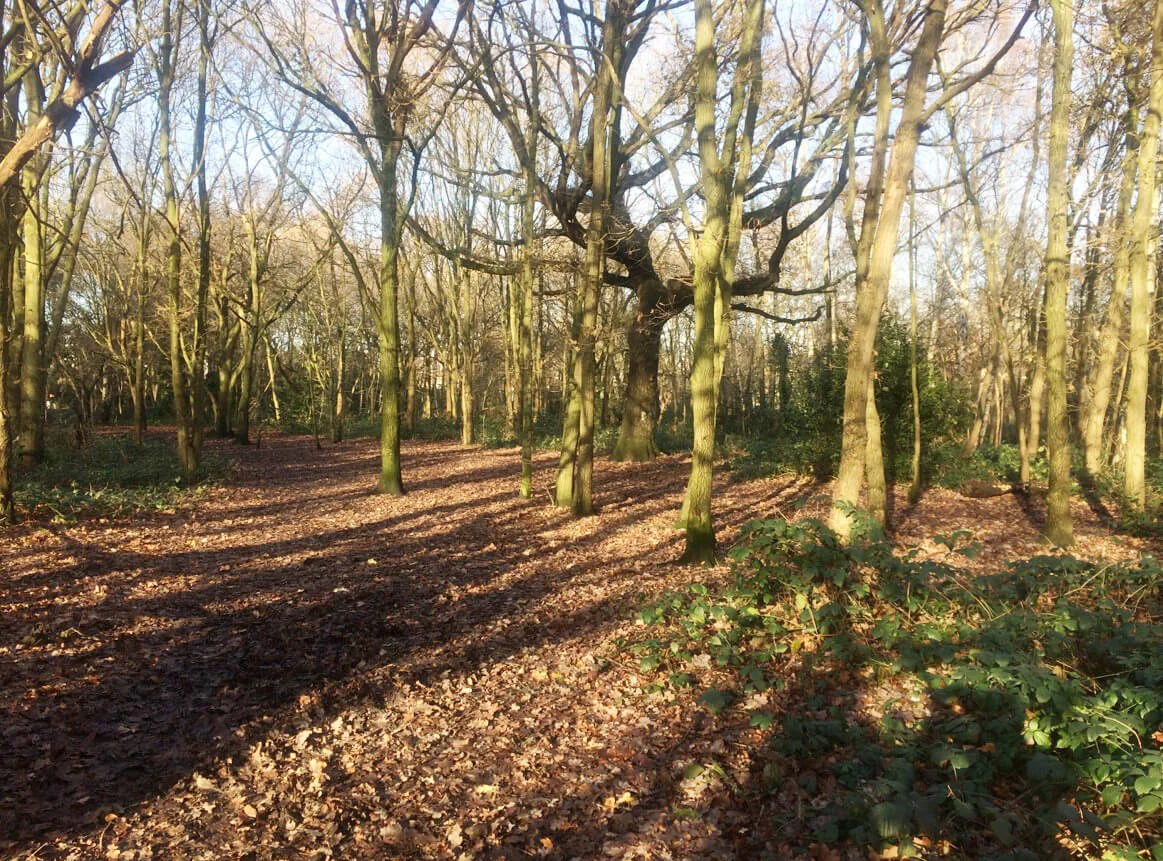 Wandsworth Woodlands