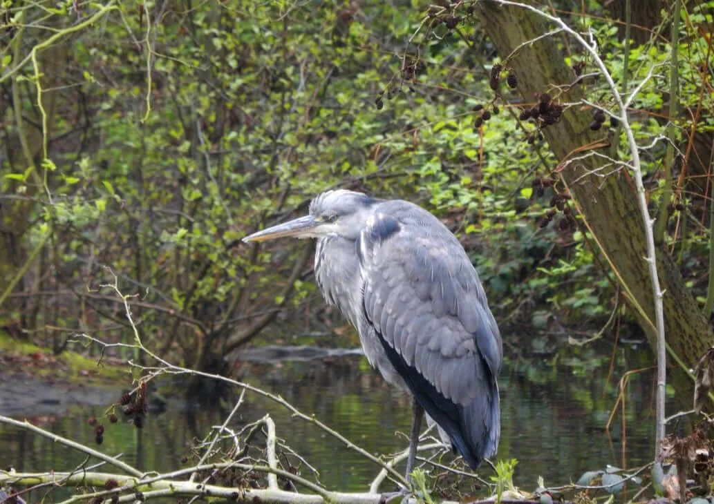 Heron Wandsworth Common