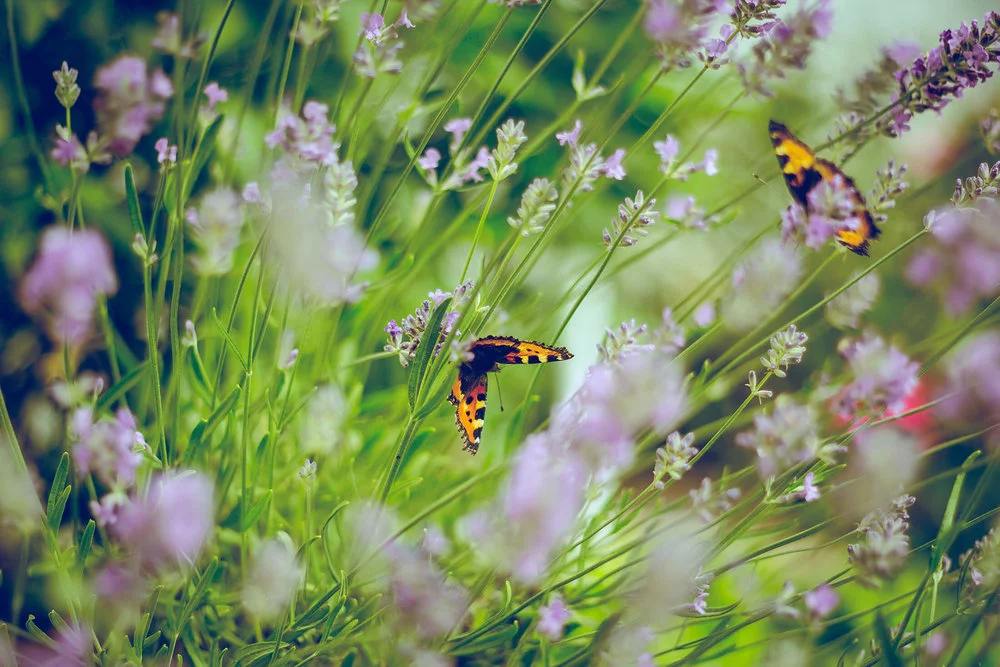 Wandsworth Common Butterflies