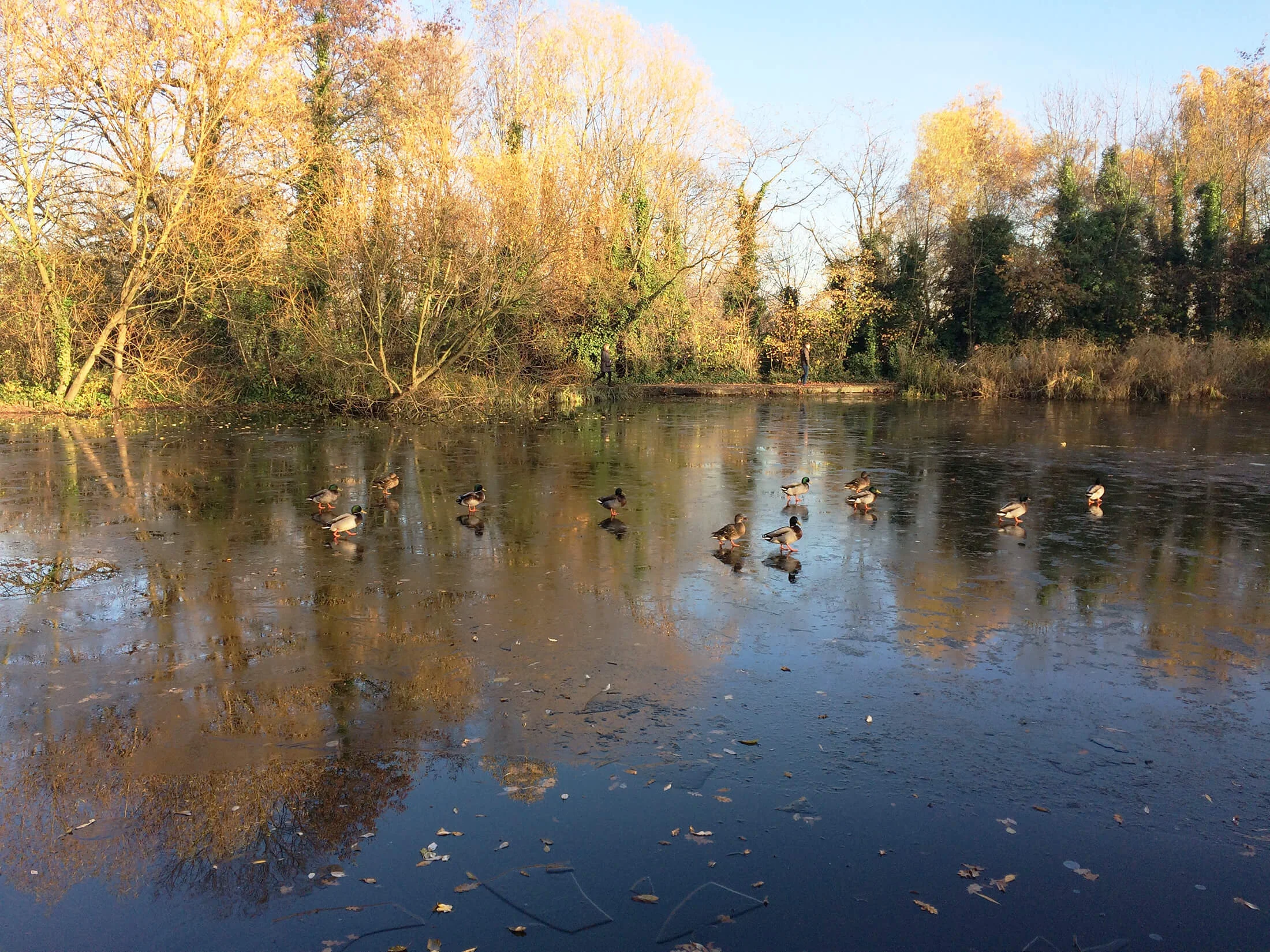 Wandsworth Common Ducks