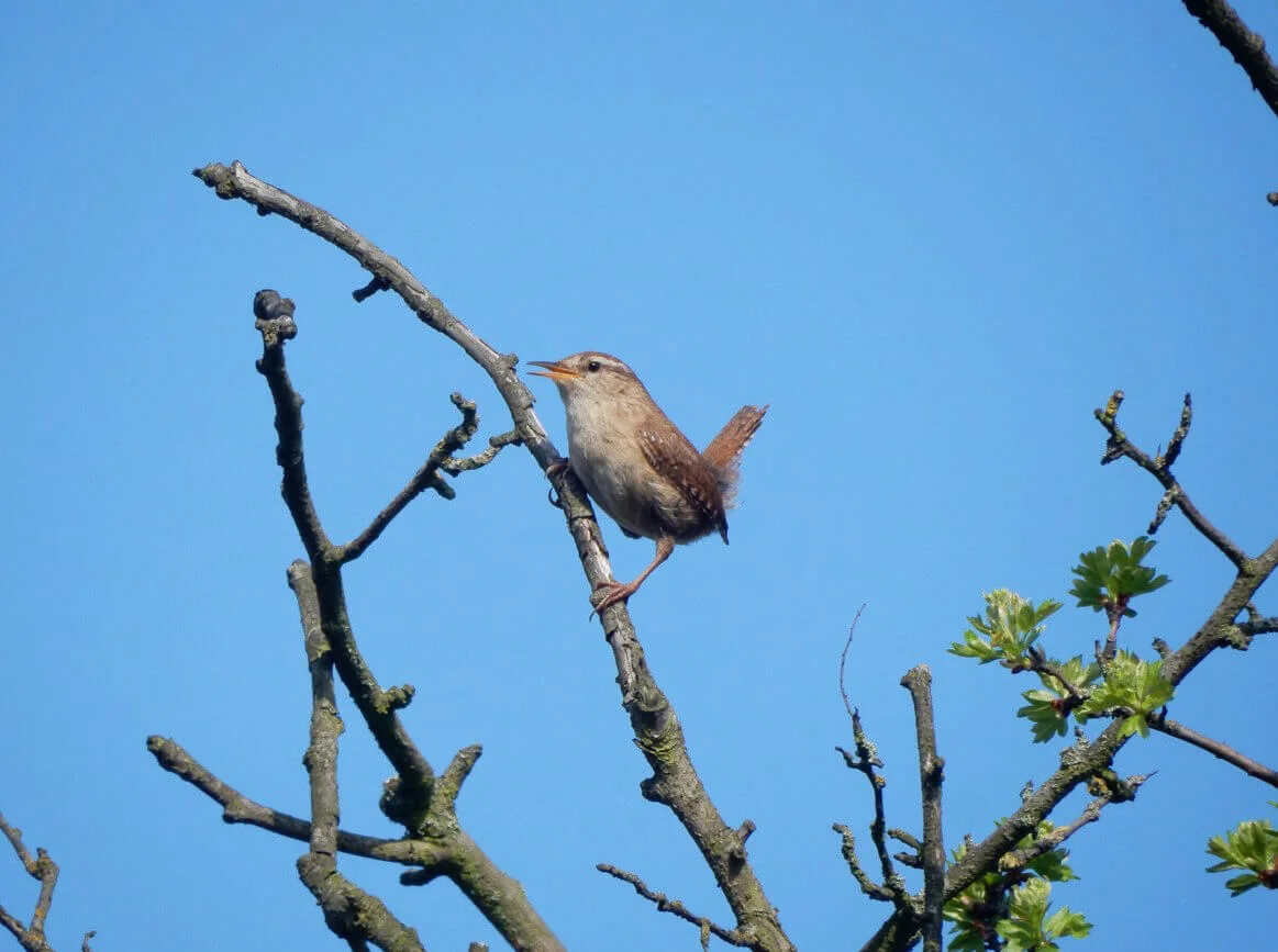 Wandsworth Wren